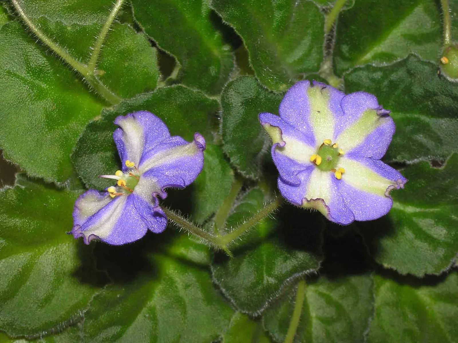 African Violet (Saintpaulia Ionantha) — it is essential to consider providing a humid environment; keep at 65-75&deg;F for optimal growth, image 124
