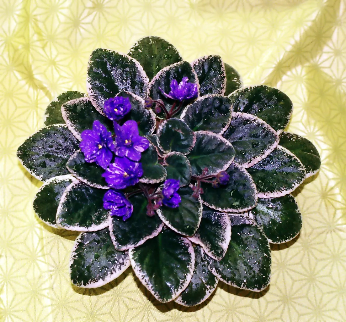 African Violet (Saintpaulia Ionantha) — scientifically known as Saintpaulia ionantha; the African Violet (Saintpaulia ionantha) adds a tropical, image 86
