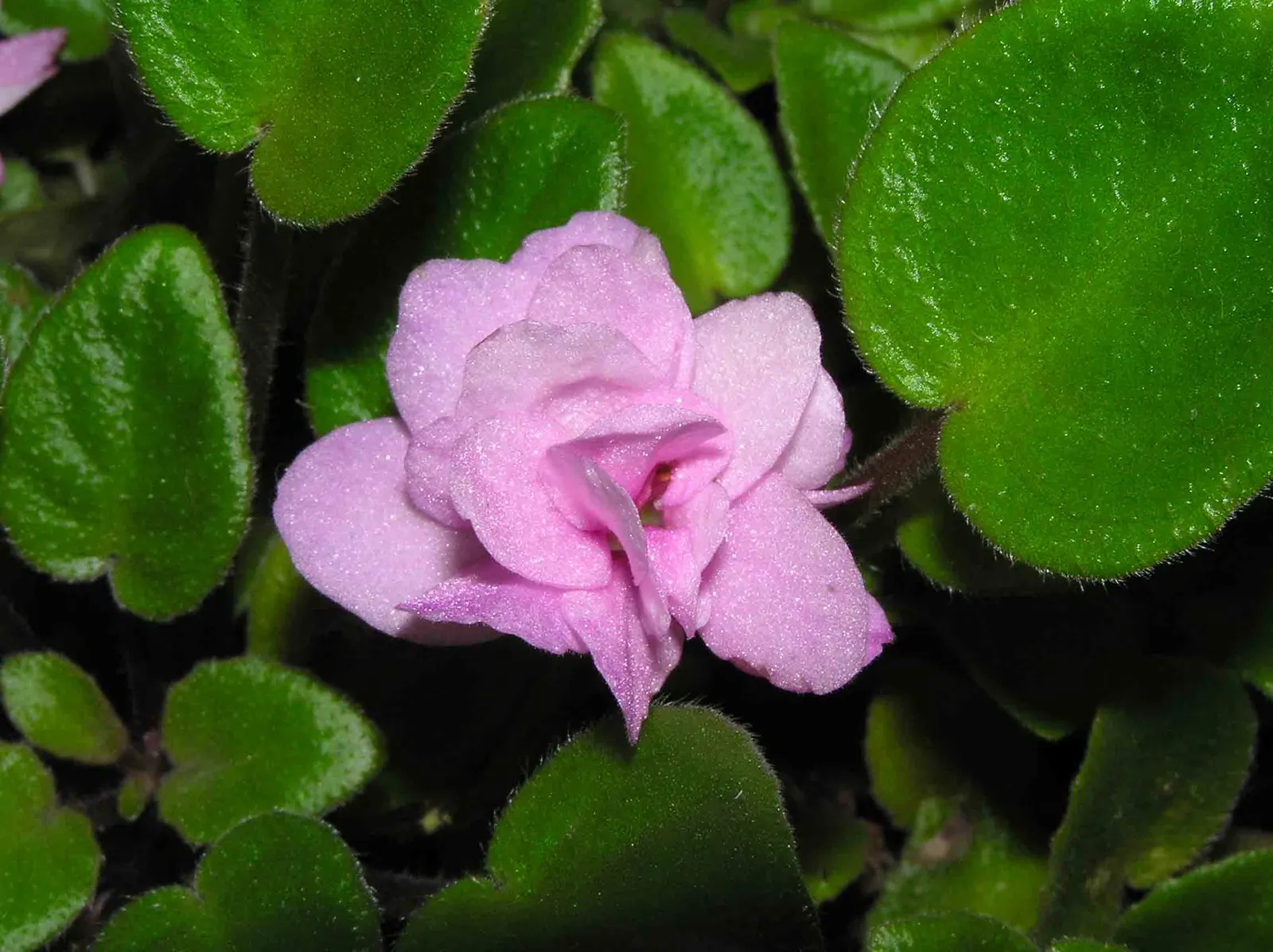 African Violet (Saintpaulia Ionantha) — This petite yet vibrant houseplant brings a touch of color indoors; it prefers consistently moist soil