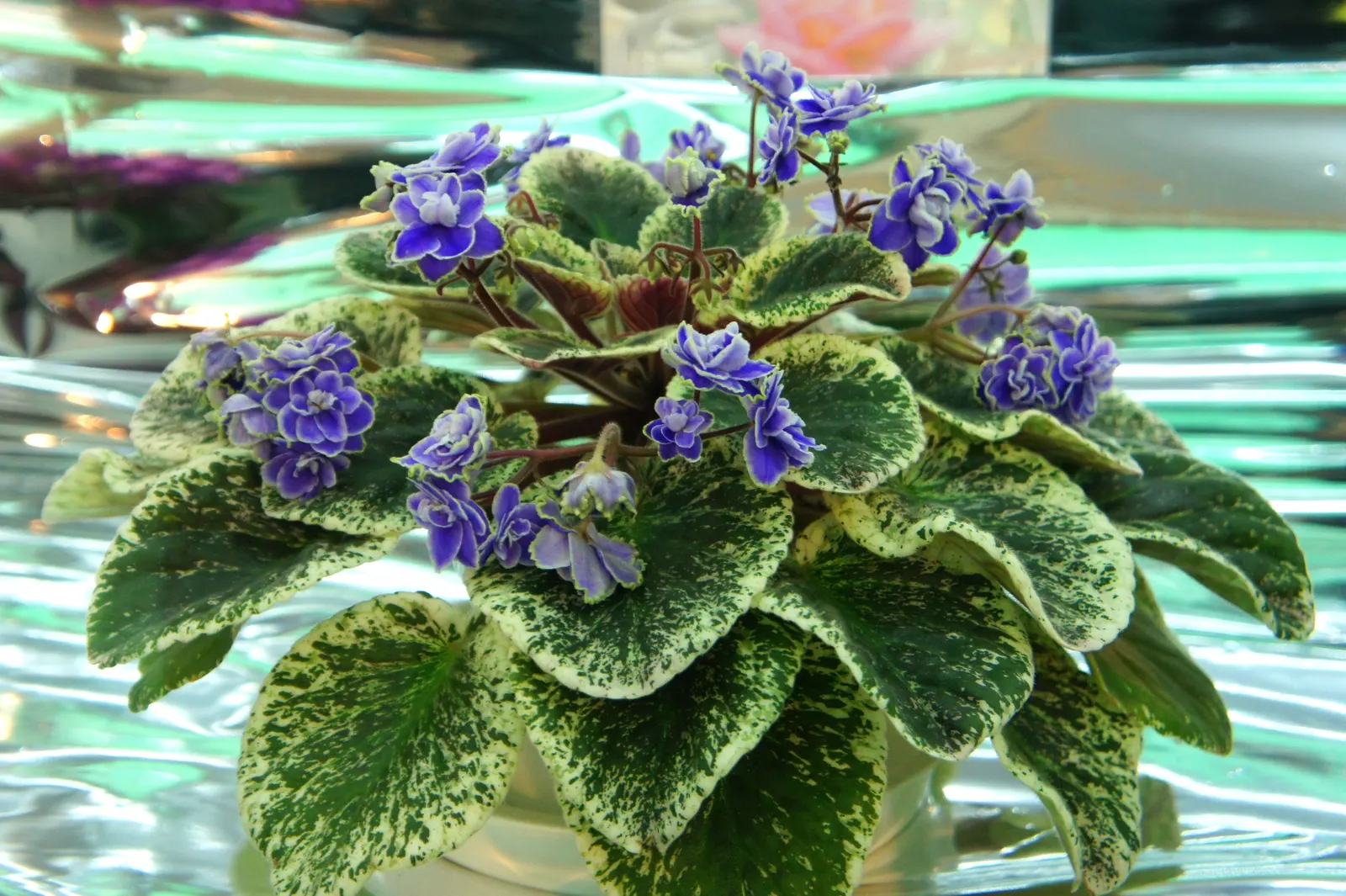 African Violet (Saintpaulia Ionantha) — scientifically known as Saintpaulia ionantha