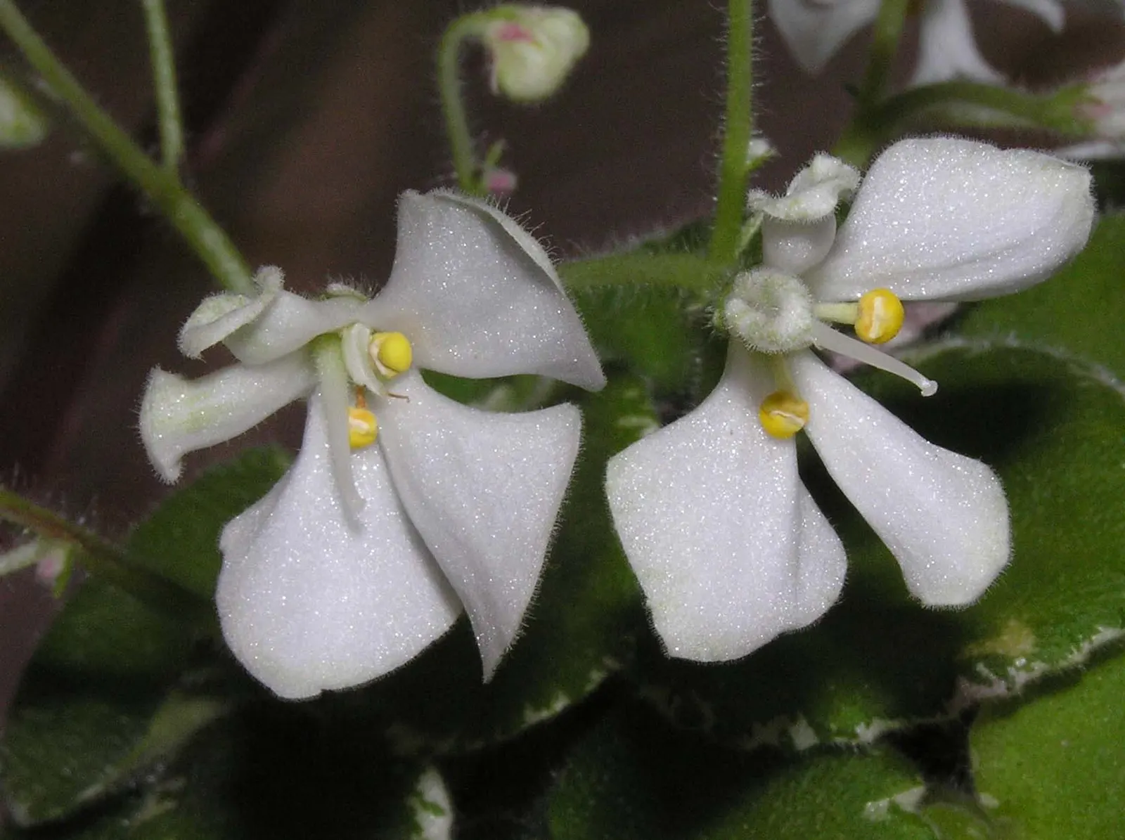 African Violet (Saintpaulia Ionantha) — When designing a space that includes African Violets; perennial for full or half, image 123