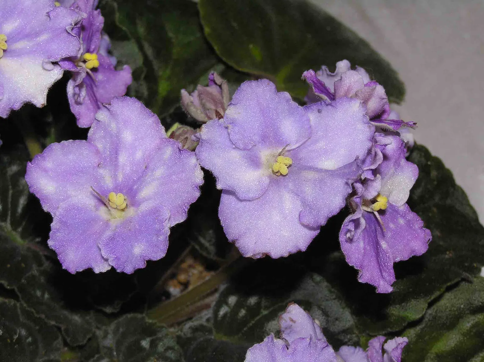 African Violet (Saintpaulia Ionantha) — African Violets should be watered from below to avoid wetting the leaves and crown; furry leaves that span, image 121