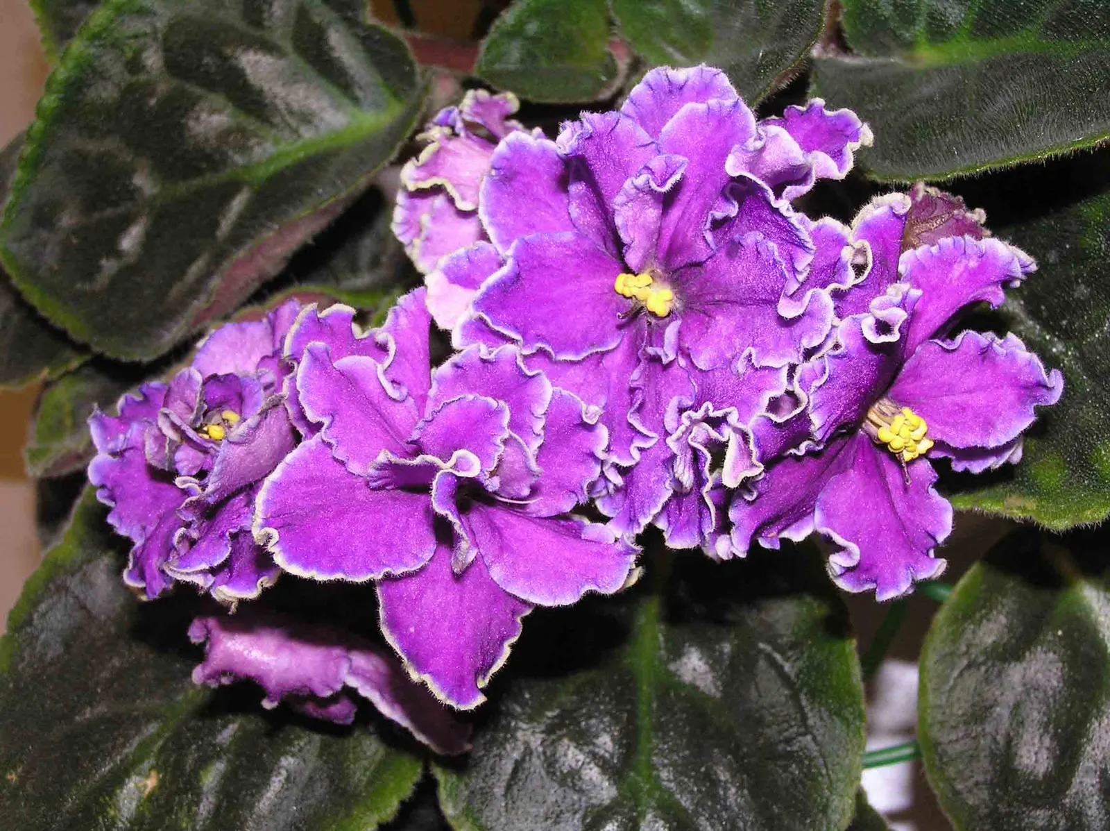 African Violet (Saintpaulia Ionantha) — When designing a space that includes African Violets
