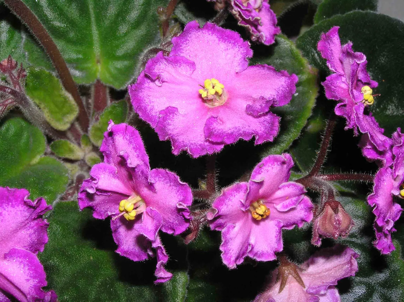 African Violet (Saintpaulia Ionantha) — perennial with blue and multi-colored and pink and purple and red and violet and white and yellow blooms, image 103