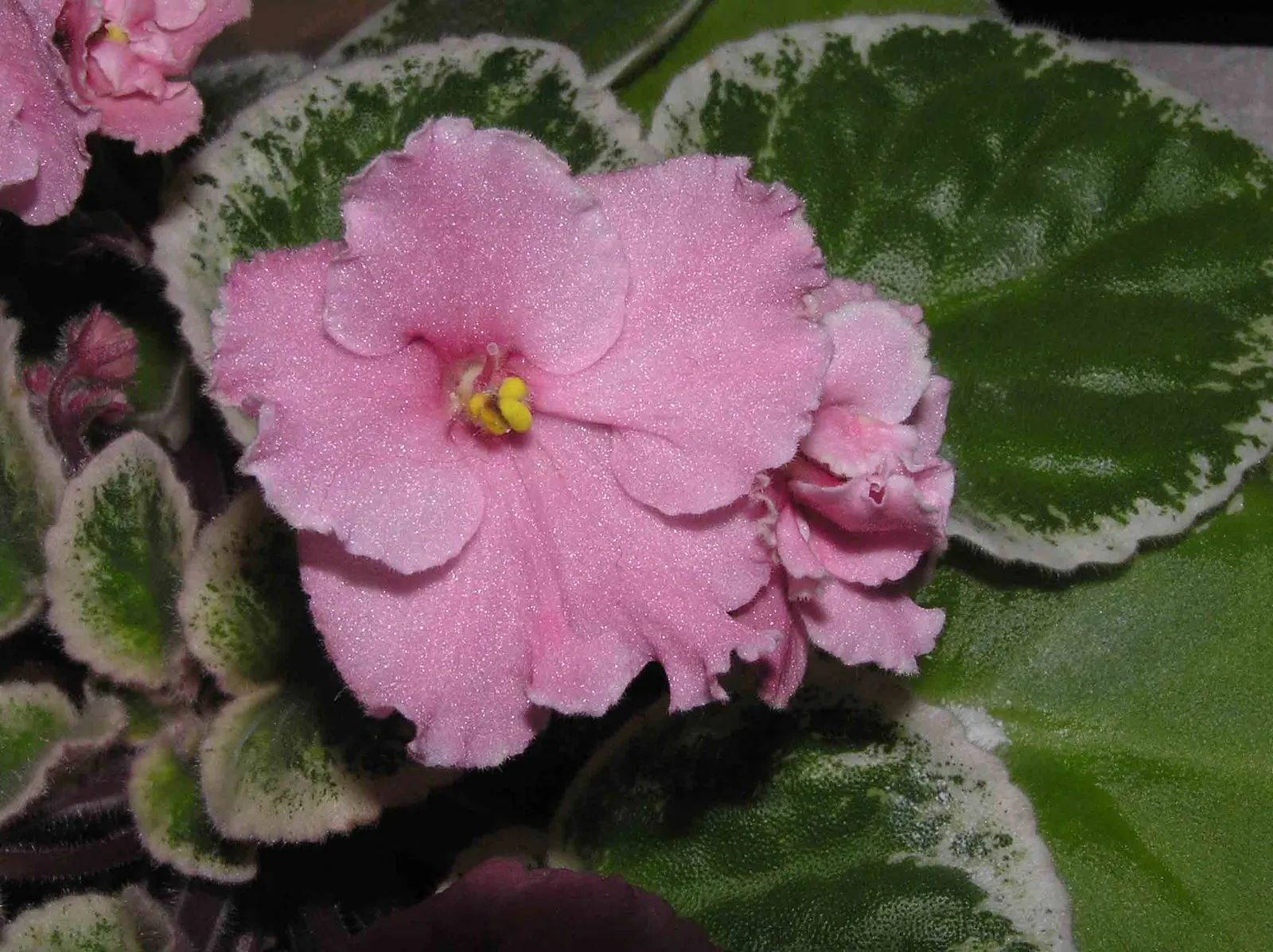 African Violet (Saintpaulia Ionantha) — A charming underplanting or in pots, it refreshes spaces with year-round color; and bi-colored, image 84