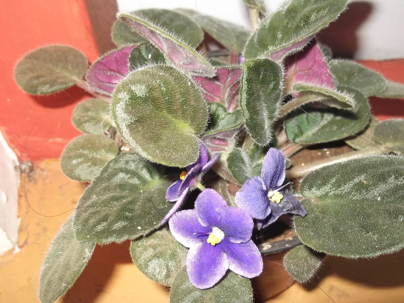 African Violet (Saintpaulia Ionantha) — This petite evergreen perennial thrives indoors; they are sensitive to cold drafts and temperature, image 55