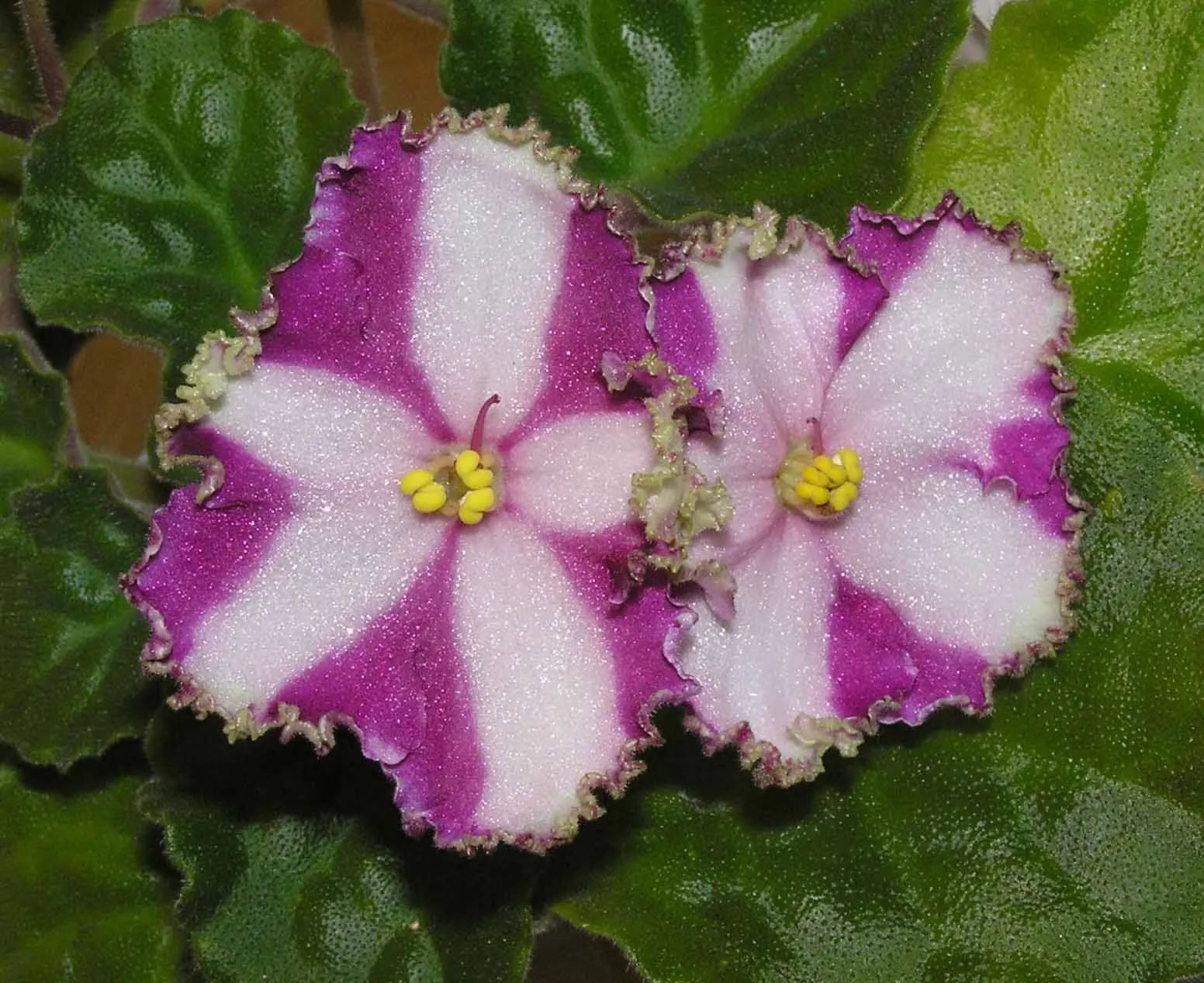 African Violet (Saintpaulia Ionantha) — it is essential to consider providing a humid environment; keep at 65-75&deg;F for optimal growth, image 98