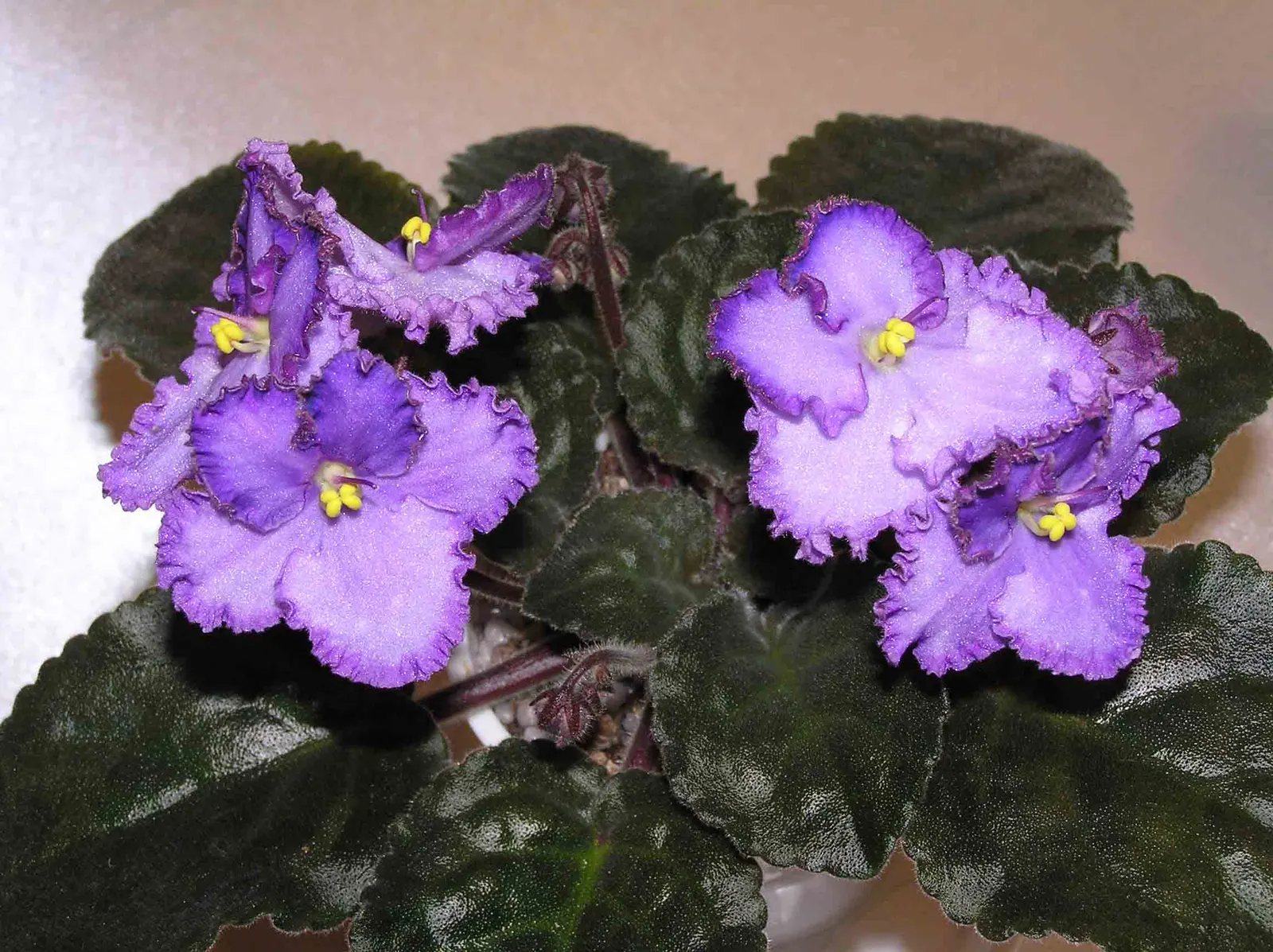 African Violet (Saintpaulia Ionantha) — perennial for full or half; contributing an enduring splash of color to their home garden scene, image 78
