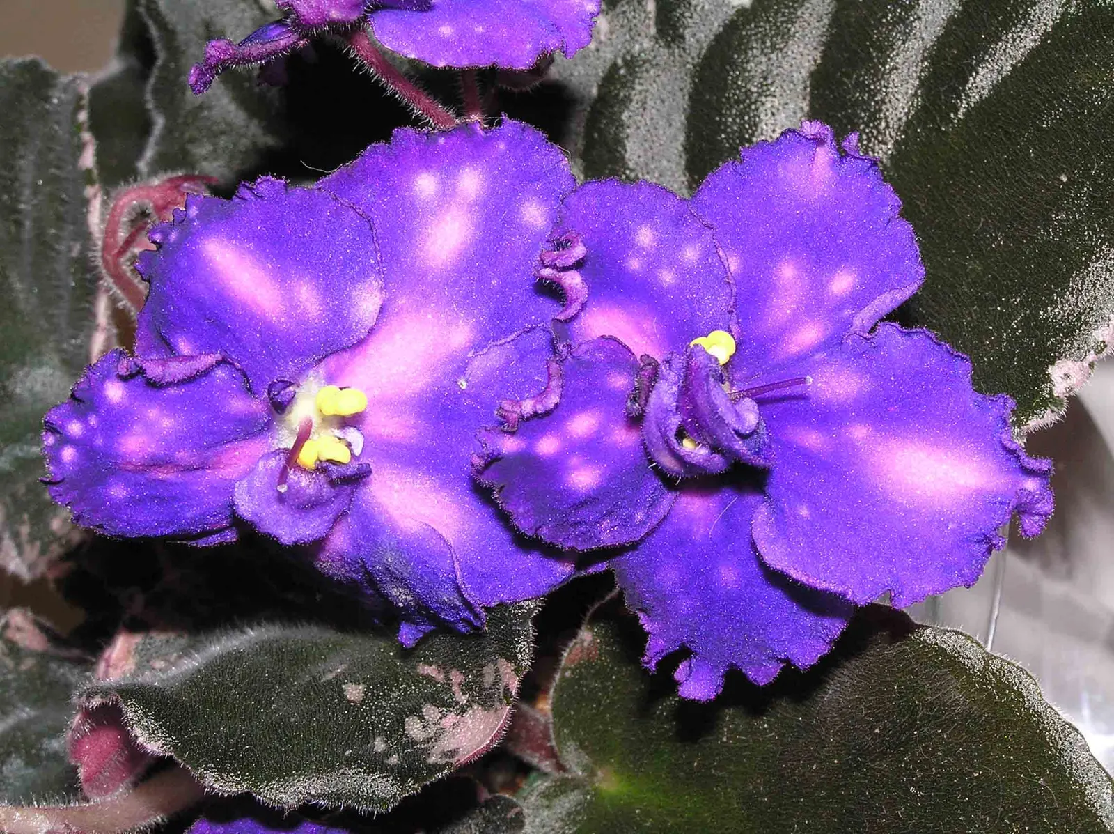 African Violet (Saintpaulia Ionantha) — A charming underplanting or in pots, it refreshes spaces with year-round color; and bi-colored