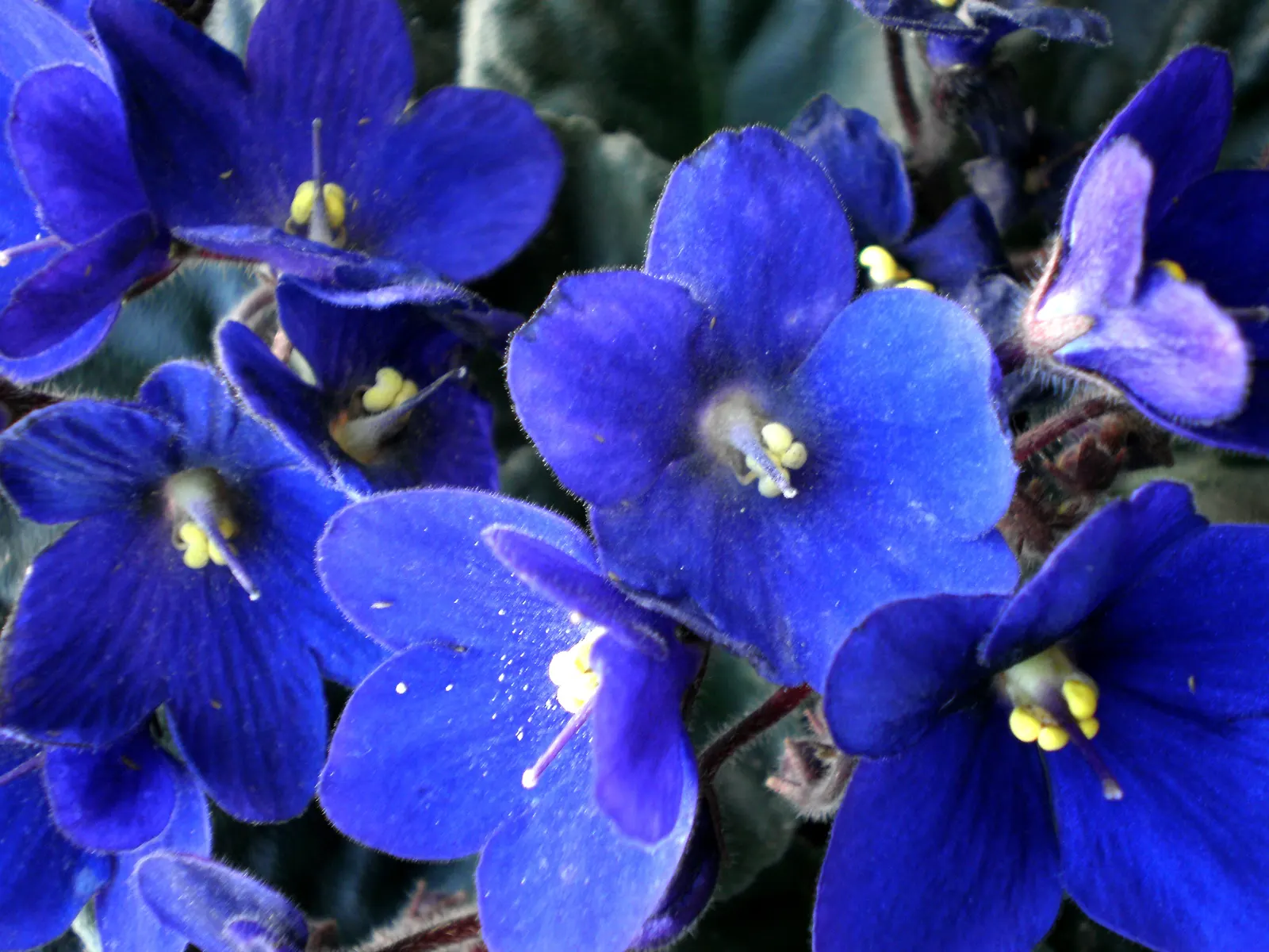 African Violet (Saintpaulia Ionantha) — They are sensitive to cold drafts and temperature fluctuations, so placement stability is paramount; when, image 96