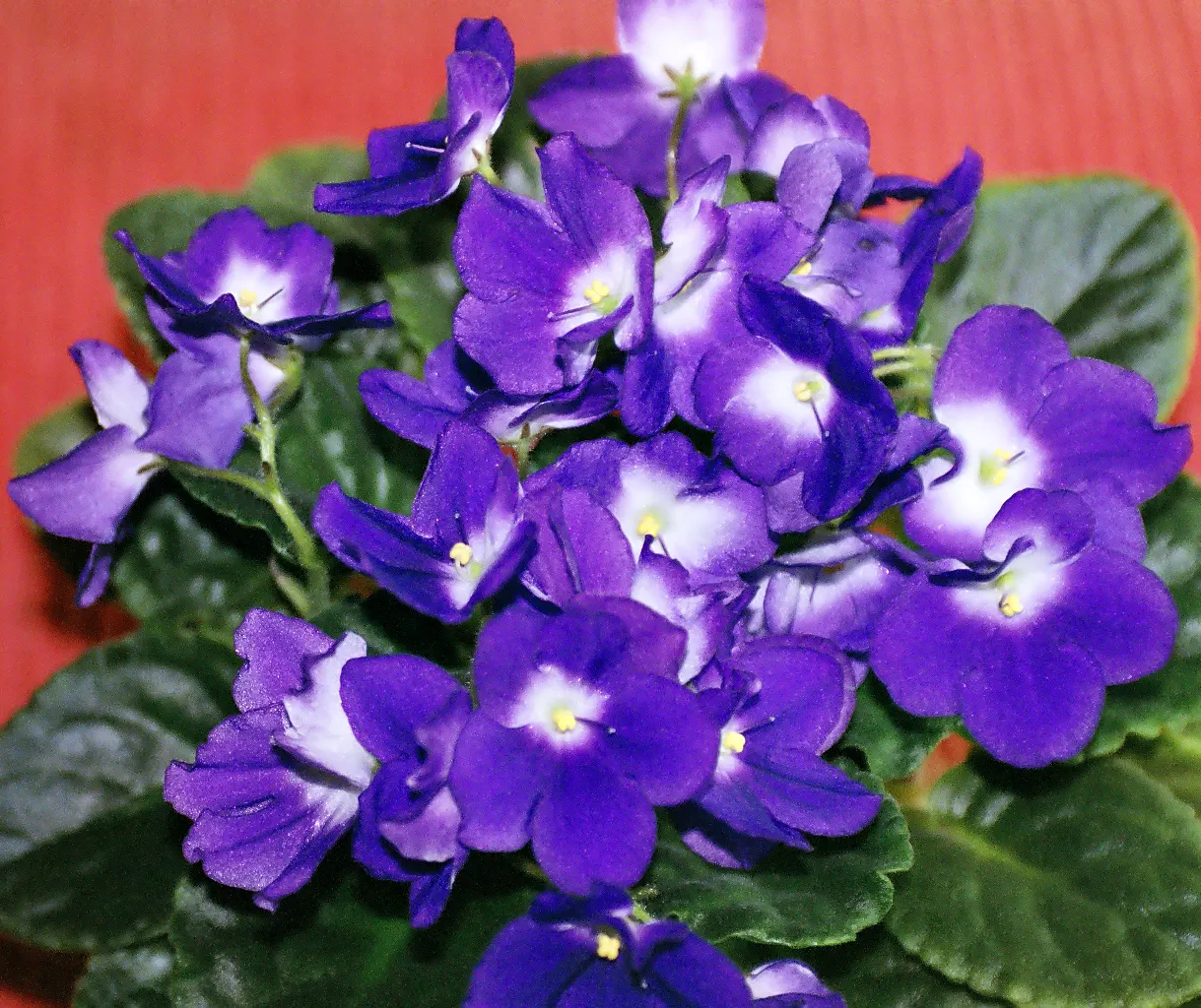 African Violet (Saintpaulia Ionantha) — blue and multi-colored and pink and purple and red and violet and white and yellow flowers in the garden, image 102