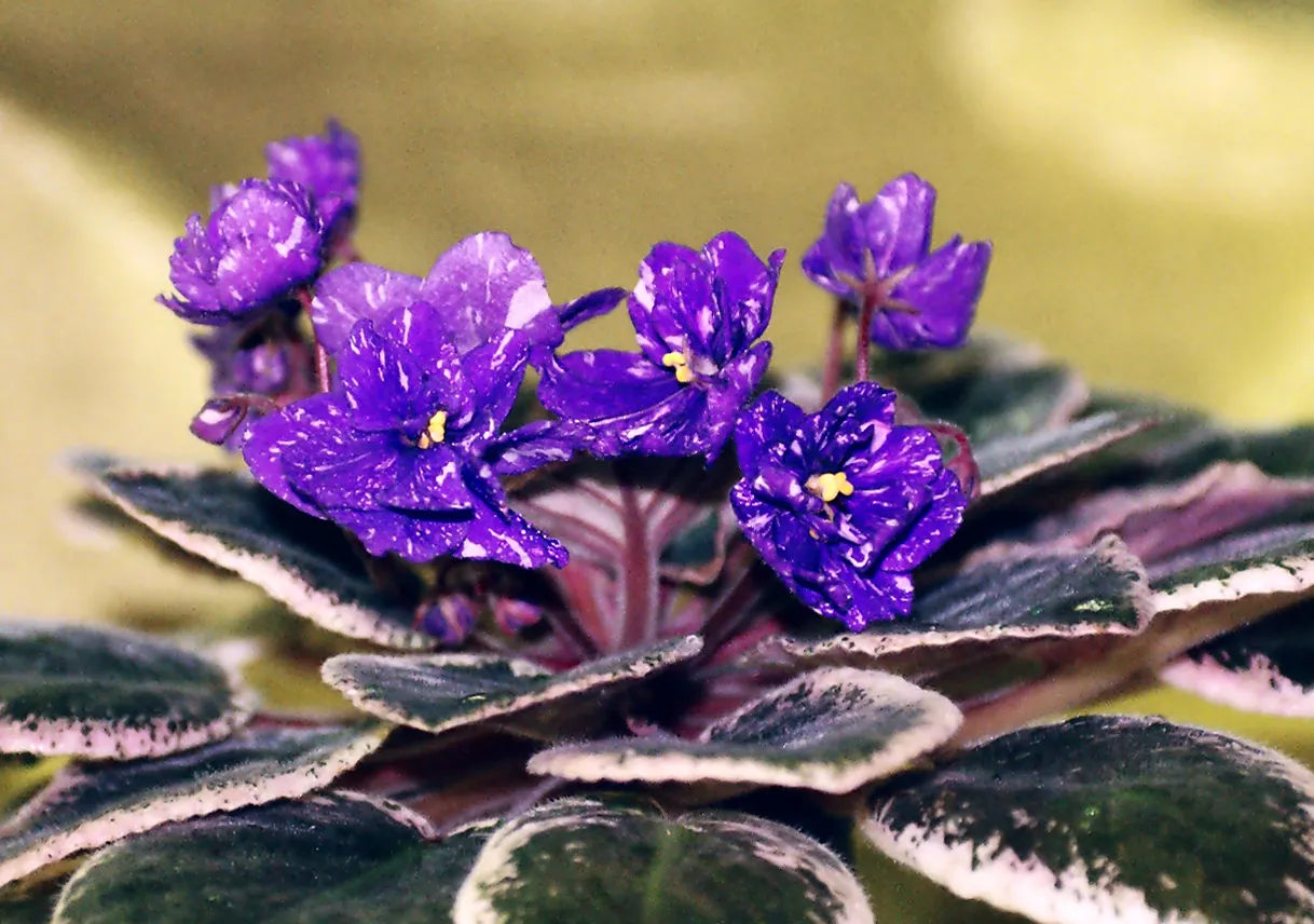 African Violet (Saintpaulia Ionantha) — African Violets will reward with continuous blooms; away from direct sunbeams which can scorch its delicate, image 125
