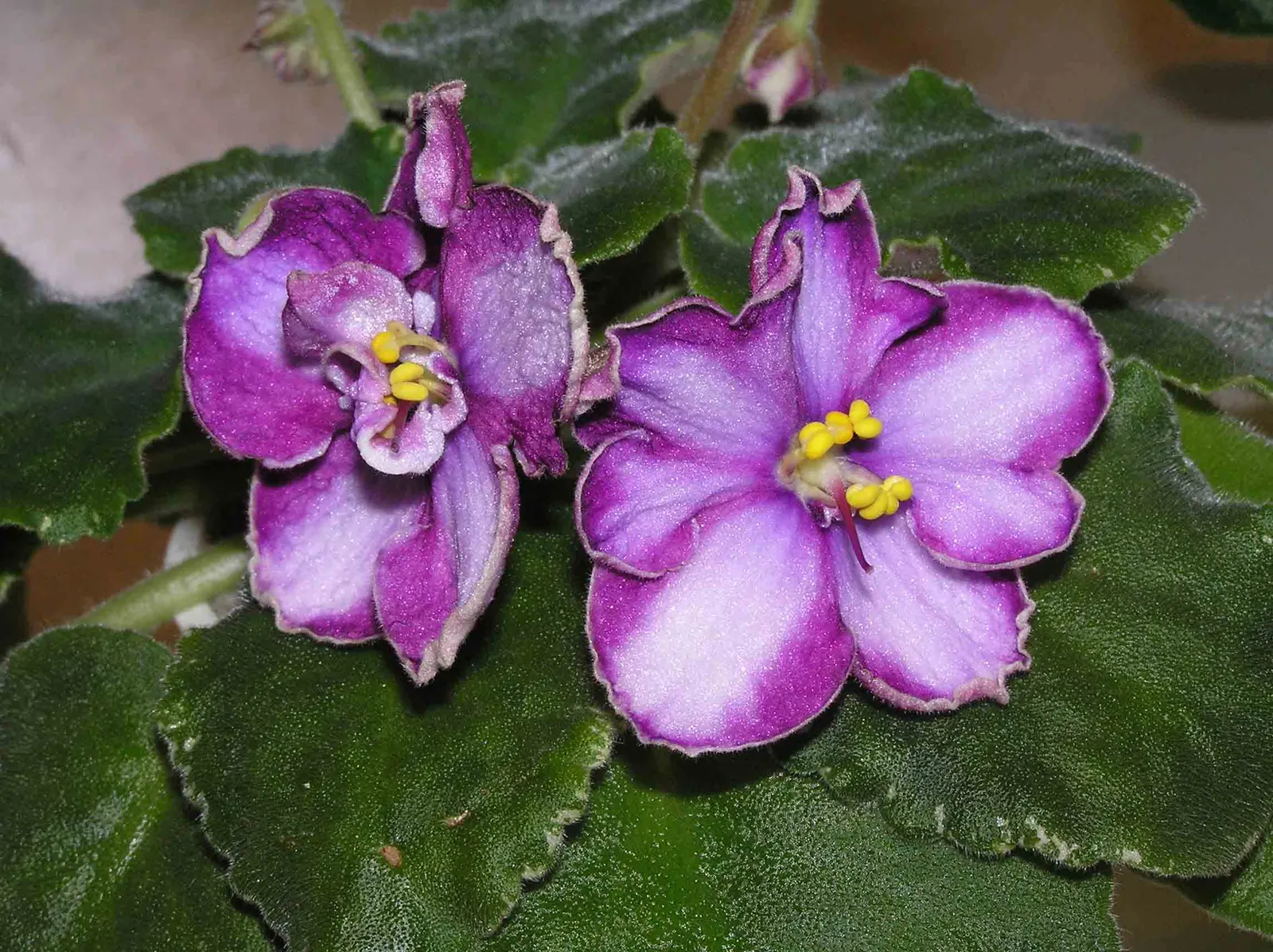 African Violet (Saintpaulia Ionantha) — furry leaves that span from 2 to 6 inches in diameter; this petite evergreen perennial thrives indoors, image 90