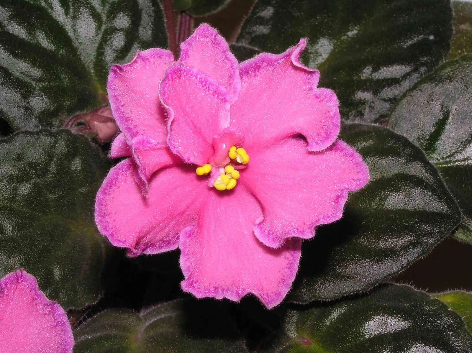 African Violet (Saintpaulia Ionantha) — contributing an enduring splash of color to their home garden scene; heart-shaped leaves and vibrant blooms, image 101