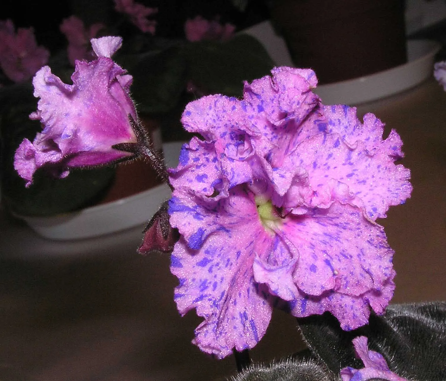 African Violet (Saintpaulia Ionantha) — scientifically known as Saintpaulia ionantha; the African Violet (Saintpaulia ionantha) adds a tropical flair with its