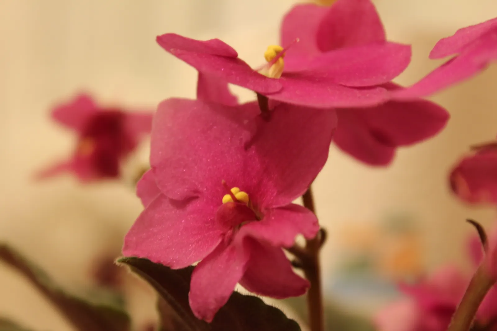 African Violet (Saintpaulia Ionantha) — A charming underplanting or in pots, it refreshes spaces with year-round color; and bi-colored, image 110