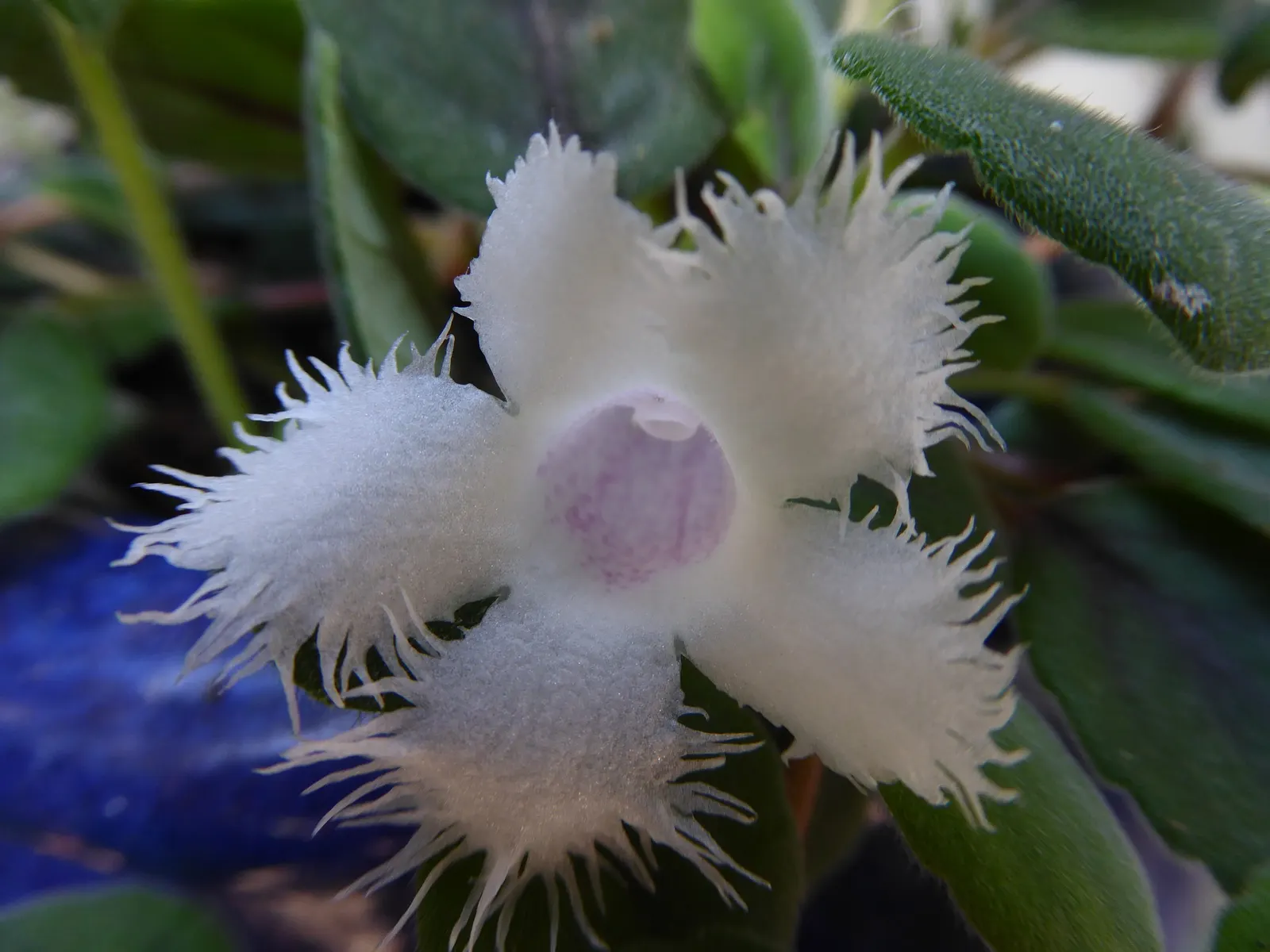 African Violet (Saintpaulia Ionantha) — The African Violet (Saintpaulia ionantha) adds a tropical flair with its velvety; and enjoys well-draining, image 79