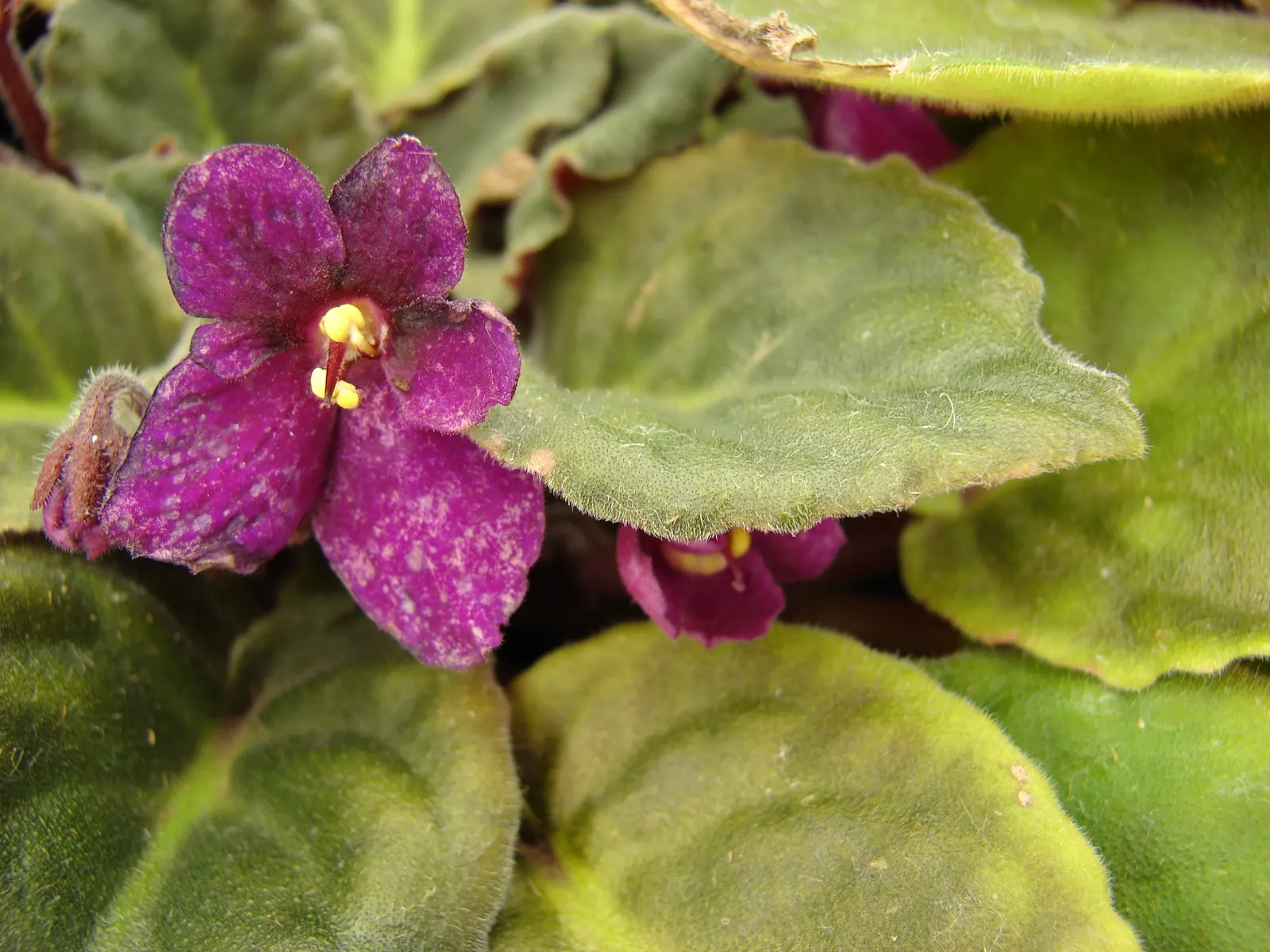 African Violet (Saintpaulia Ionantha) — It prefers consistently moist soil; blue and multi-colored and pink and purple and red and violet and white and yellow
