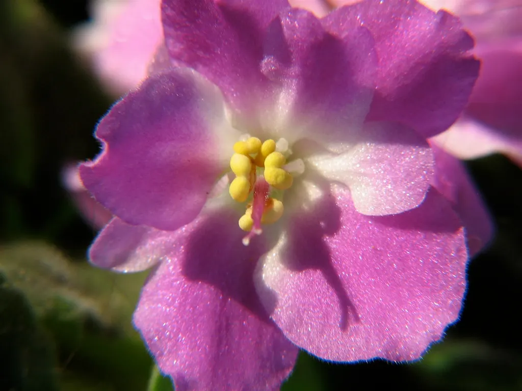 African Violet (Saintpaulia Ionantha) — perennial with blue and multi-colored and pink and purple and red and violet and white and yellow blooms