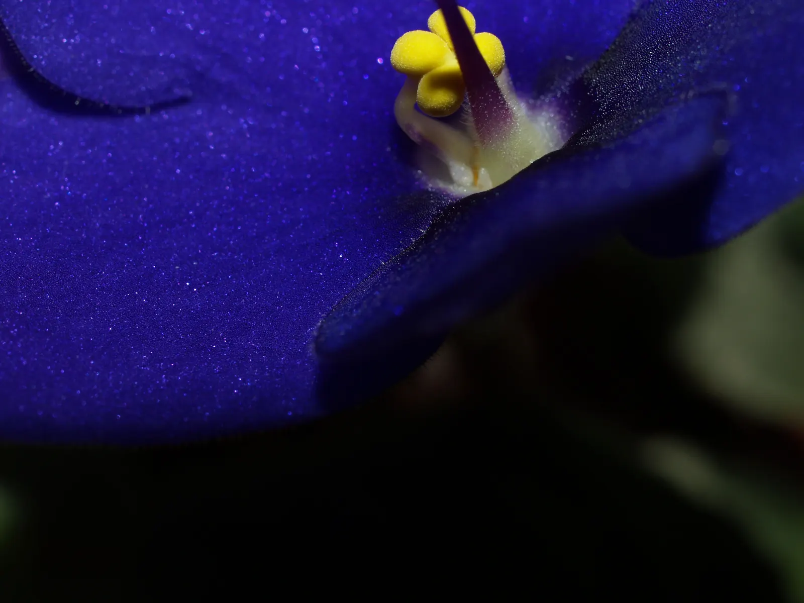 African Violet (Saintpaulia Ionantha) — away from direct sunbeams which can scorch its delicate leaves; african Violets should be watered from below to avoid