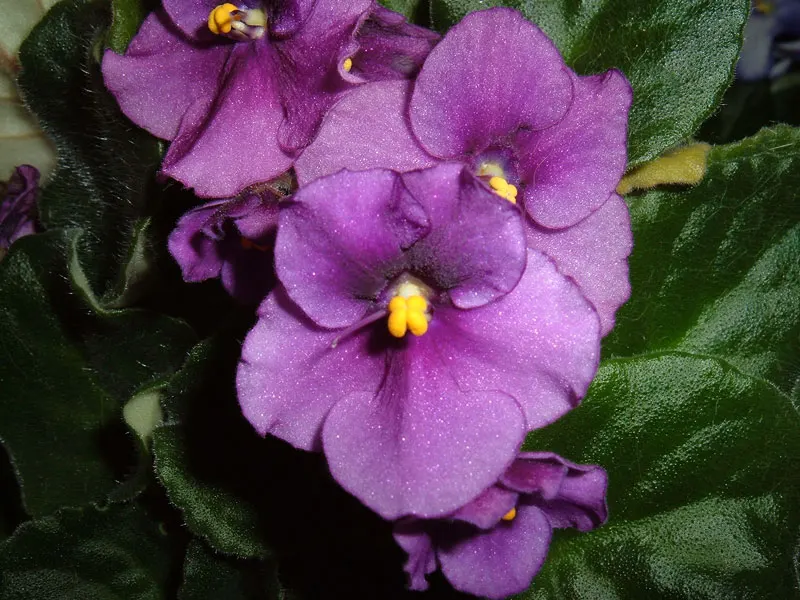 African Violet (Saintpaulia Ionantha) — and enjoys well-draining soil and moderate indirect light