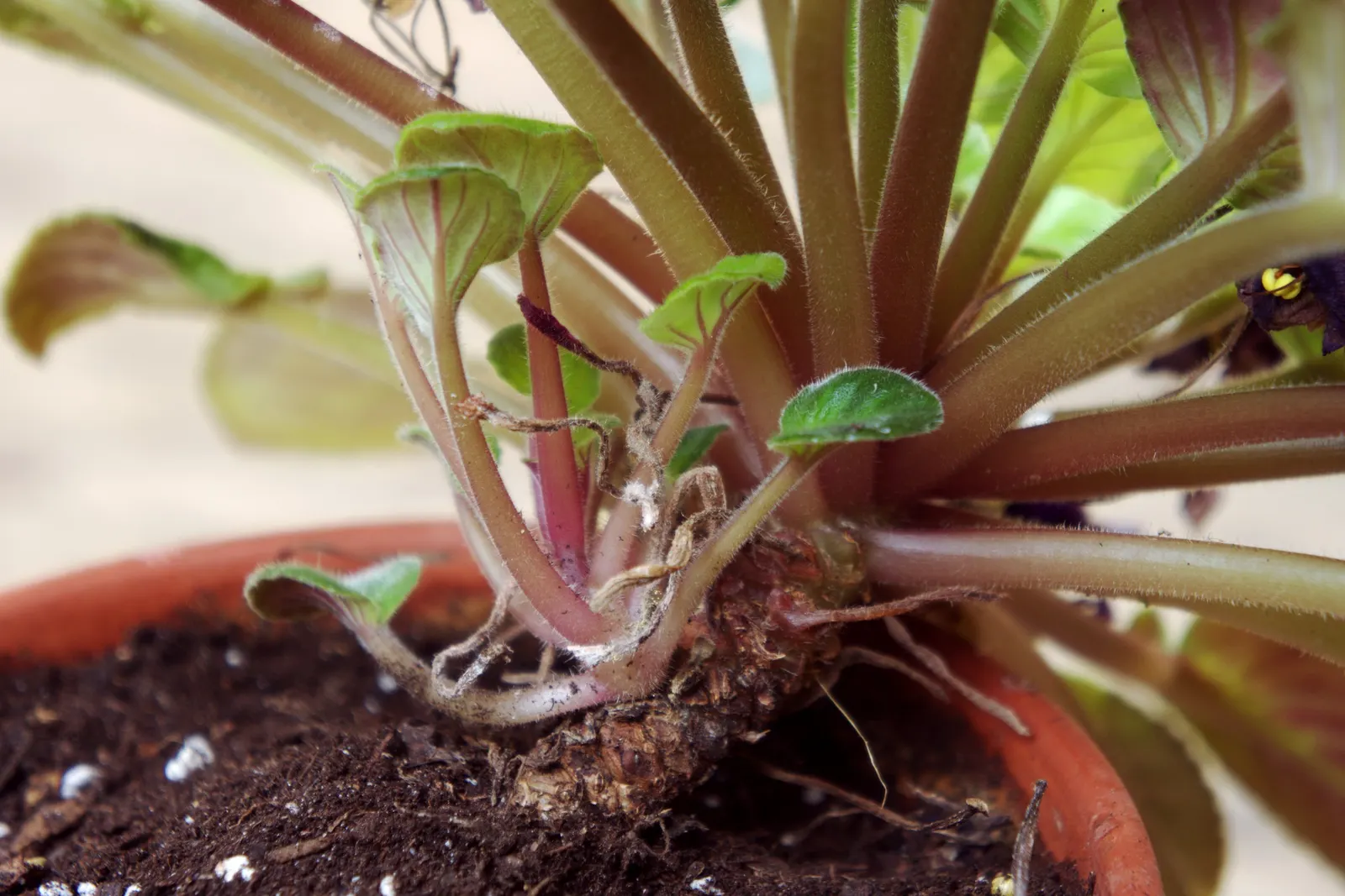 African Violet (Saintpaulia Ionantha) — perennial for full or half