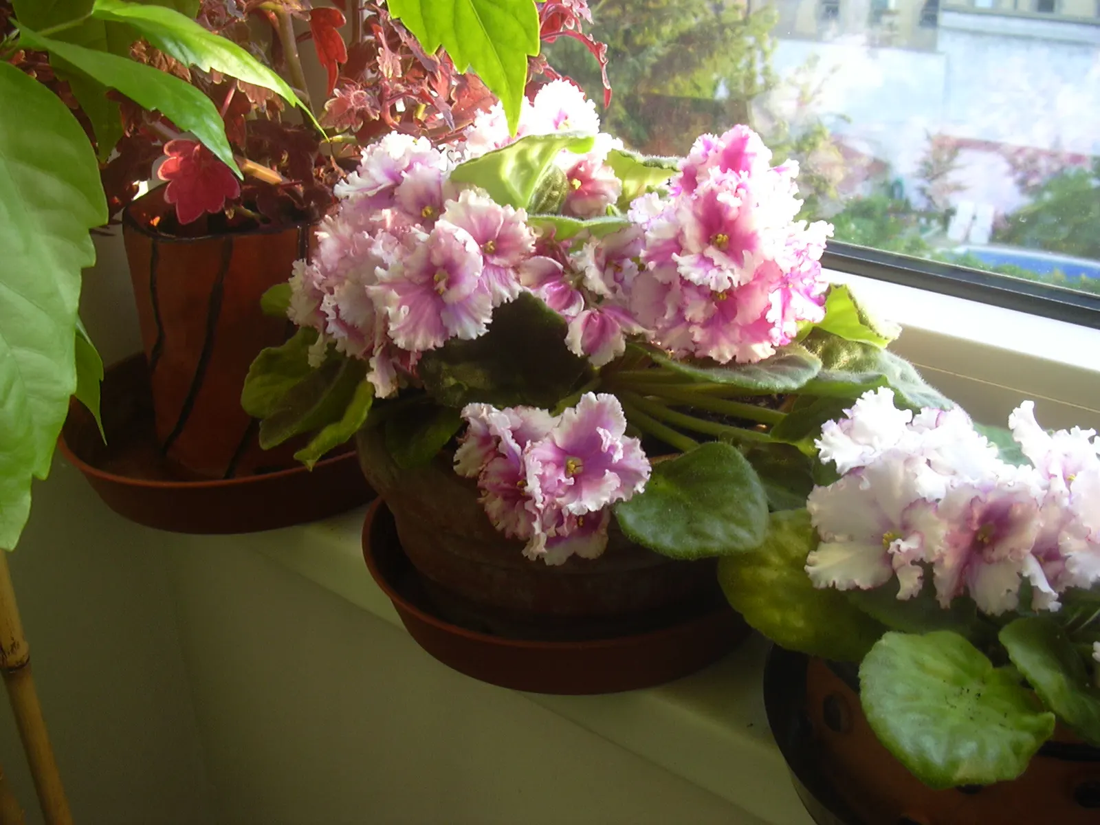 African Violet (Saintpaulia Ionantha) — away from direct sunbeams which can scorch its delicate leaves; african Violets should be watered from, image 118