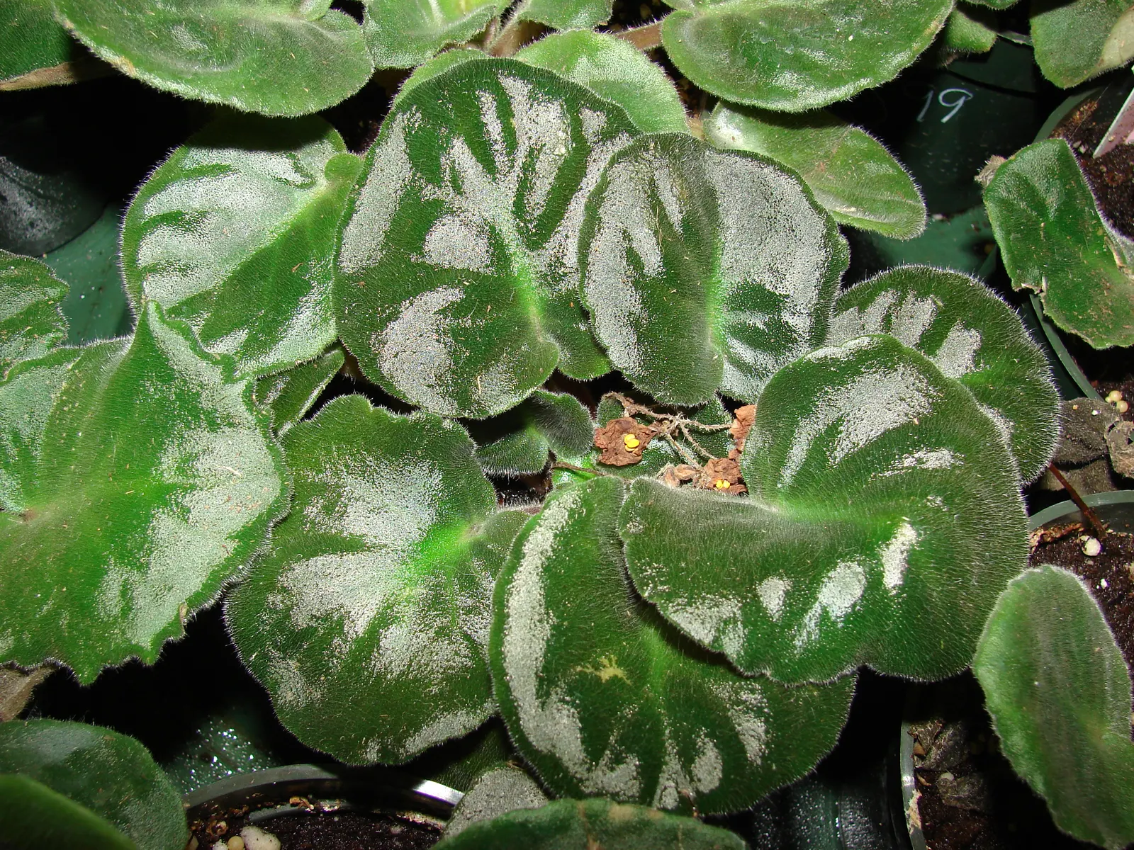 African Violet (Saintpaulia Ionantha) — The African Violet (Saintpaulia ionantha) adds a tropical flair with its velvety; and enjoys well-draining soil and