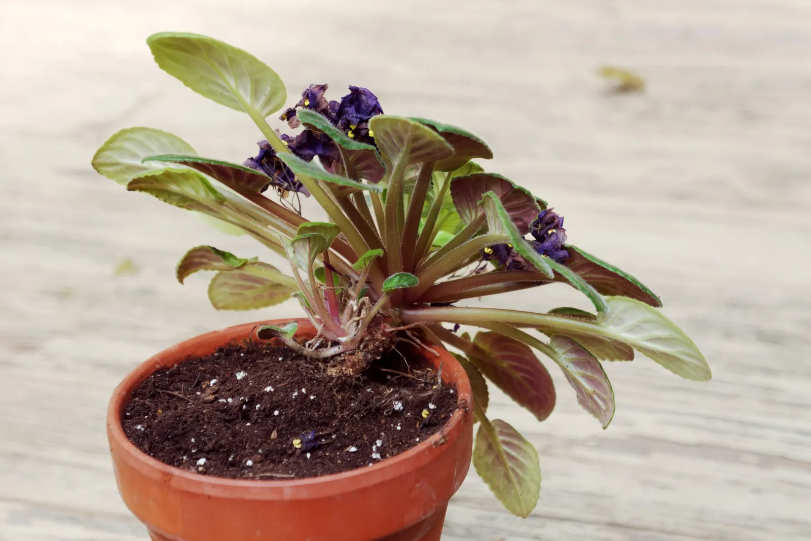 African Violet (Saintpaulia Ionantha) — This petite yet vibrant houseplant brings a touch of color indoors; it prefers consistently moist soil, image 62