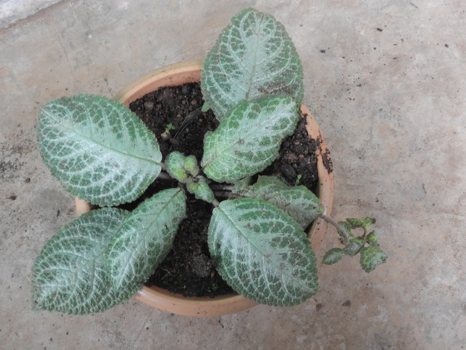 African Violet (Saintpaulia Ionantha) — often flowering several times a year; african Violets will reward with continuous blooms