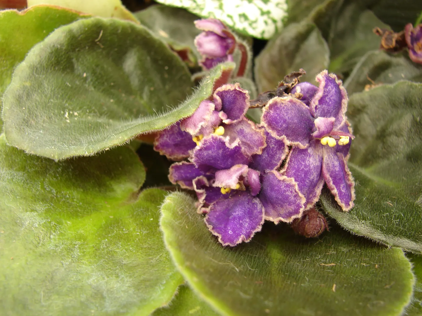 African Violet (Saintpaulia Ionantha) — Keep at 65-75&deg;F for optimal growth