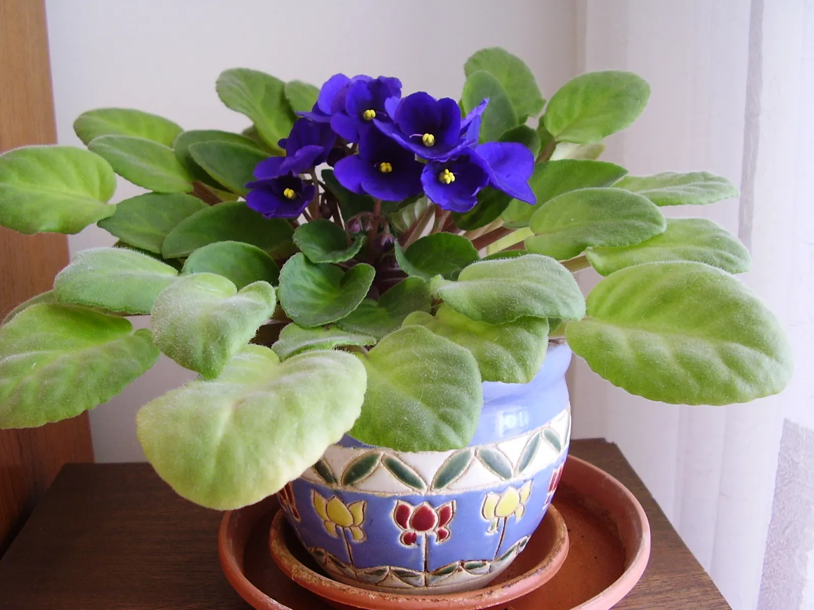 African Violet (Saintpaulia Ionantha) — African Violets should be watered from below to avoid wetting the leaves and crown