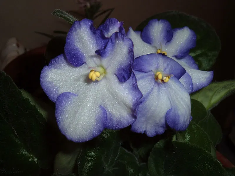 African Violet (Saintpaulia Ionantha) — It prefers consistently moist soil