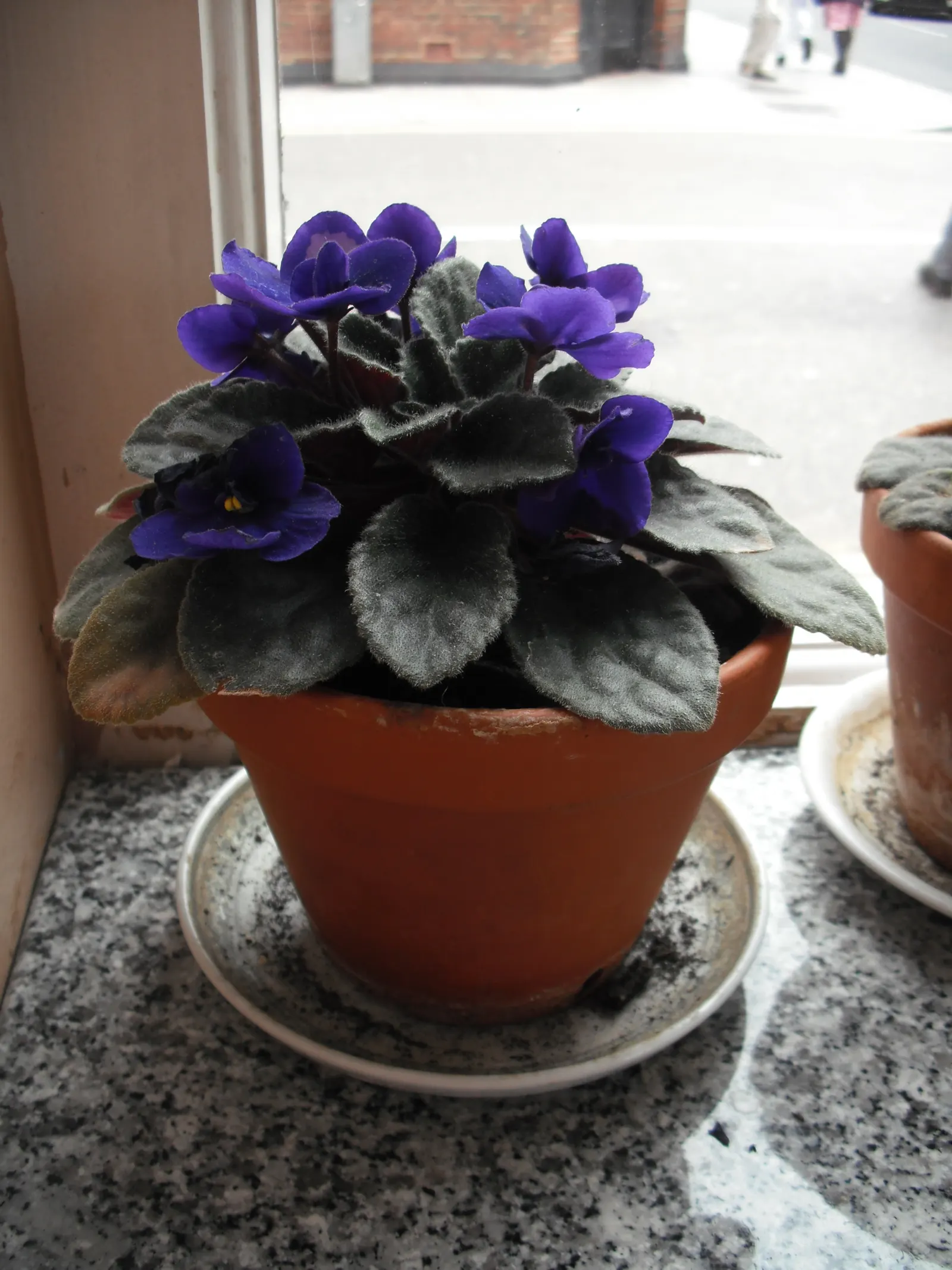 African Violet (Saintpaulia Ionantha) — The African Violet (Saintpaulia ionantha) adds a tropical flair with its velvety; and enjoys well-draining, image 105