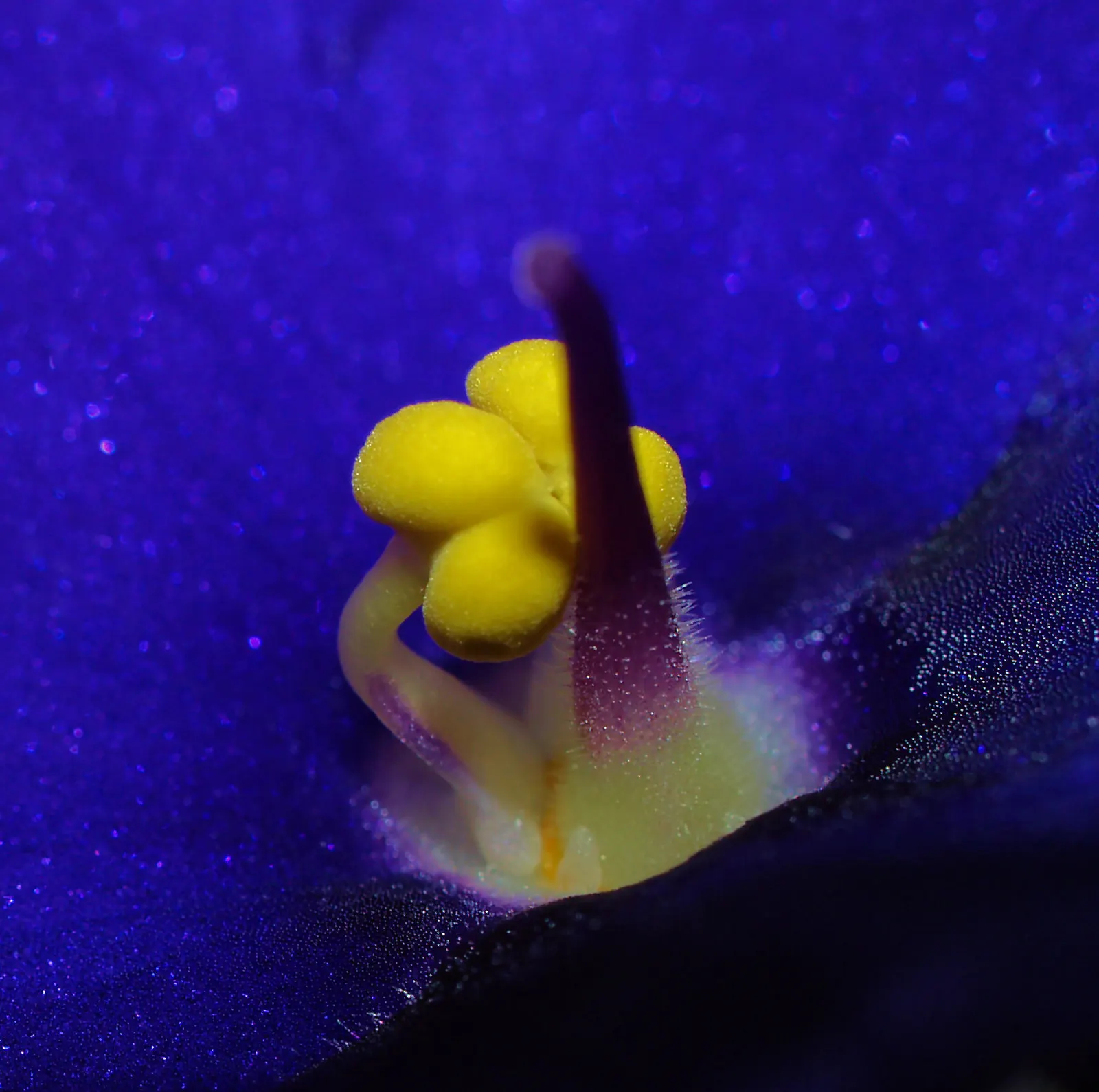 African Violet (Saintpaulia Ionantha) — scientifically known as Saintpaulia ionantha; the African Violet (Saintpaulia ionantha) adds a tropical, image 60