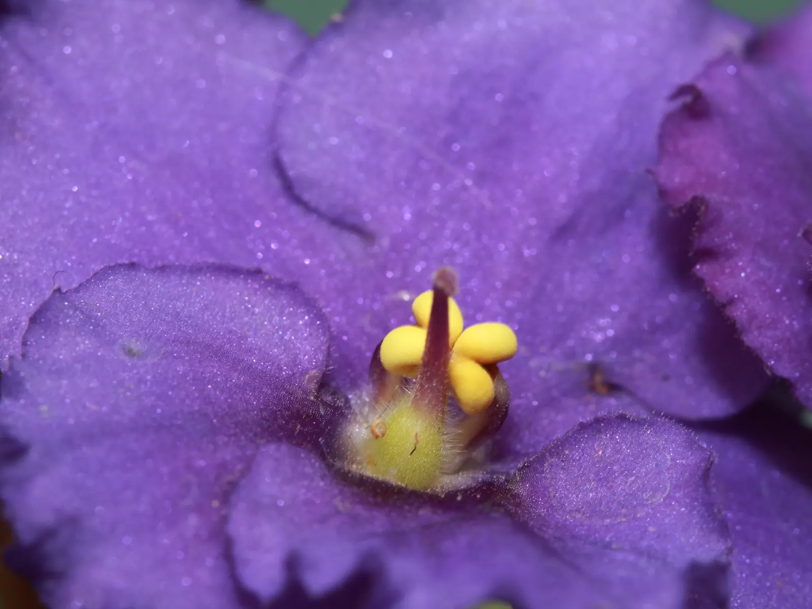 African Violet (Saintpaulia Ionantha) — yet demands adequate drainage to prevent root rot - a typical pitfall for over-watered specimens