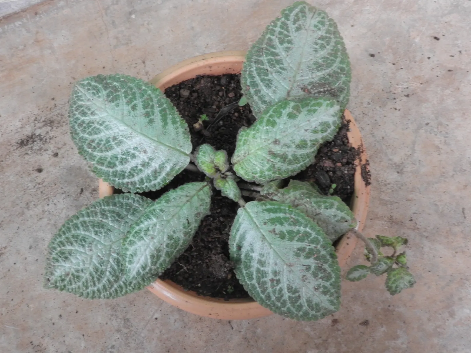 African Violet (Saintpaulia Ionantha) — Keep at 65-75&deg;F for optimal growth; it is essential to consider providing a humid environment