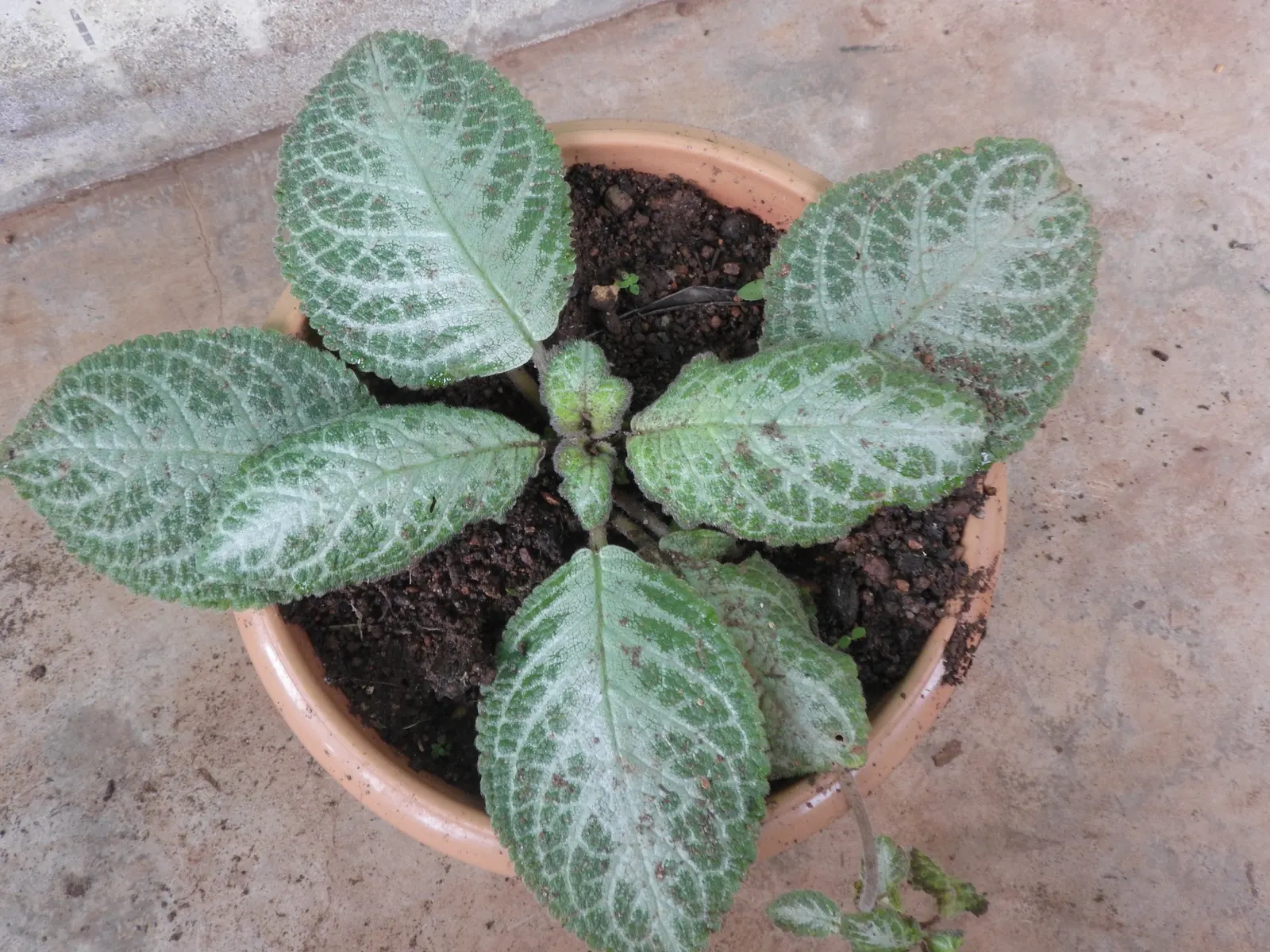 African Violet (Saintpaulia Ionantha) — Watering from below is recommended to avoid leaf spot; a charming underplanting or in pots, it refreshes, image 57