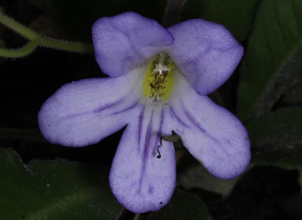 African Violet (Saintpaulia Ionantha) — African Violets will reward with continuous blooms