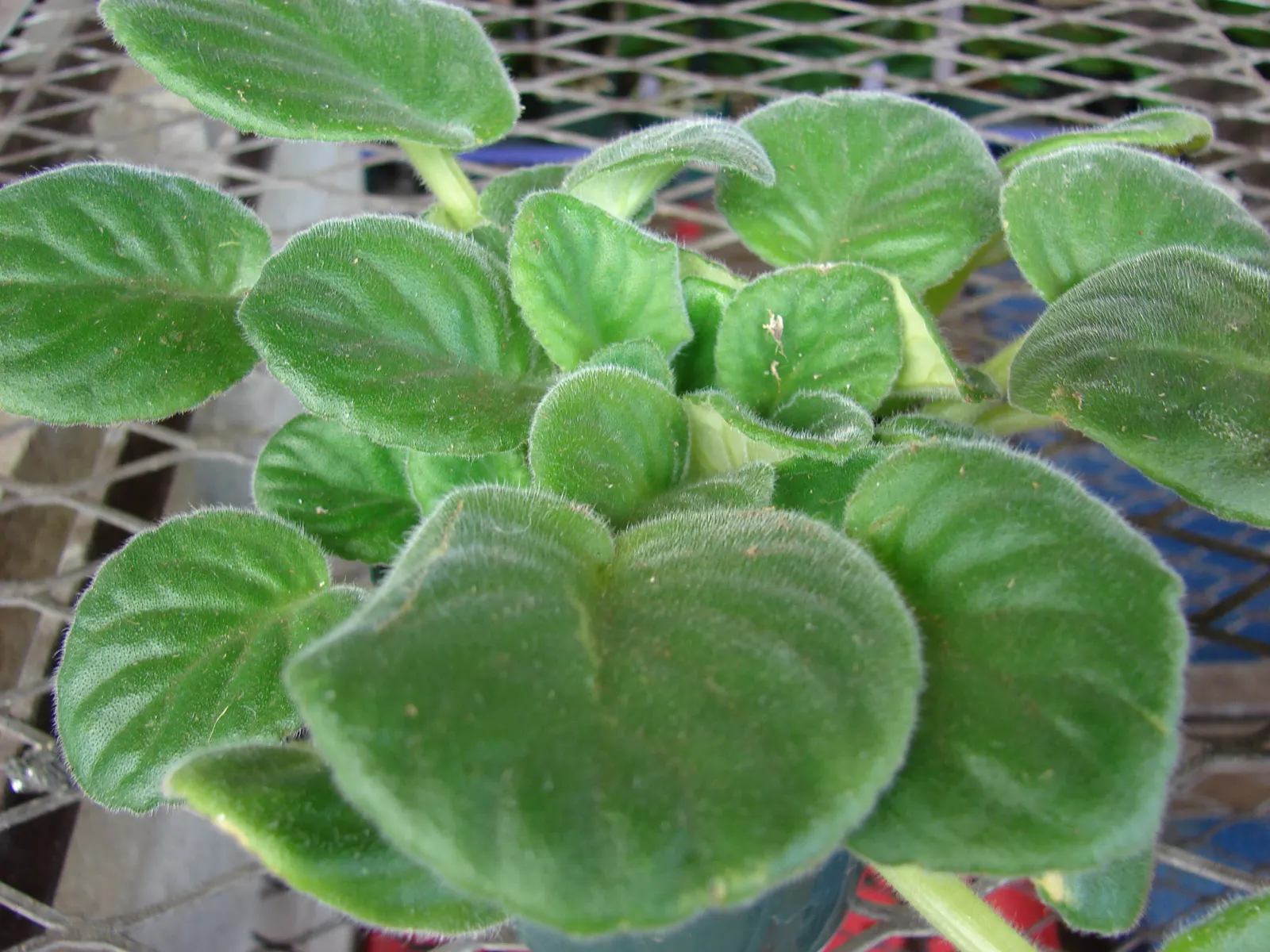 African Violet (Saintpaulia Ionantha) — away from direct sunbeams which can scorch its delicate leaves; african Violets should be watered from, image 92