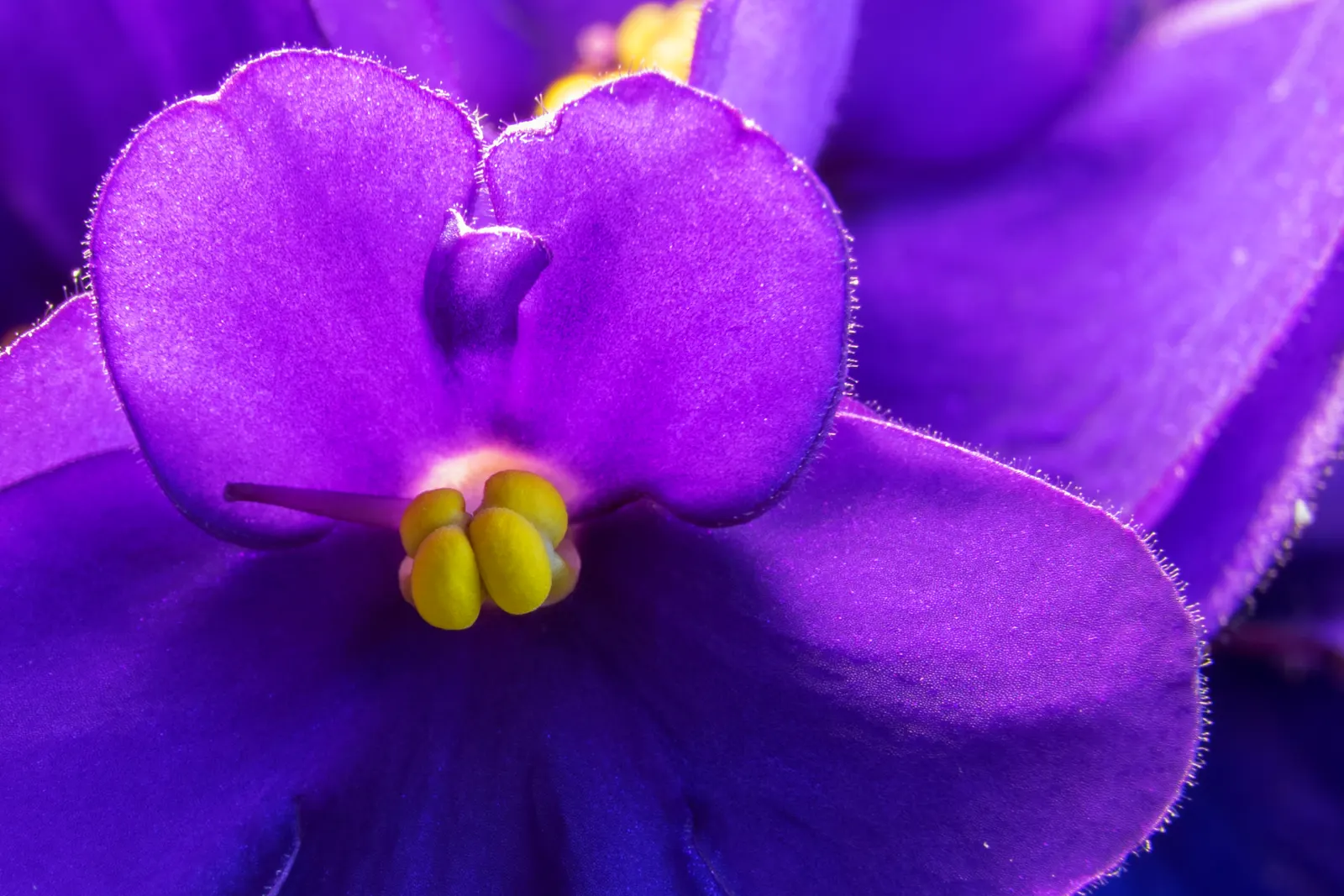 African Violet (Saintpaulia Ionantha) — yet demands adequate drainage to prevent root rot - a typical pitfall for over-watered specimens; watering, image 94