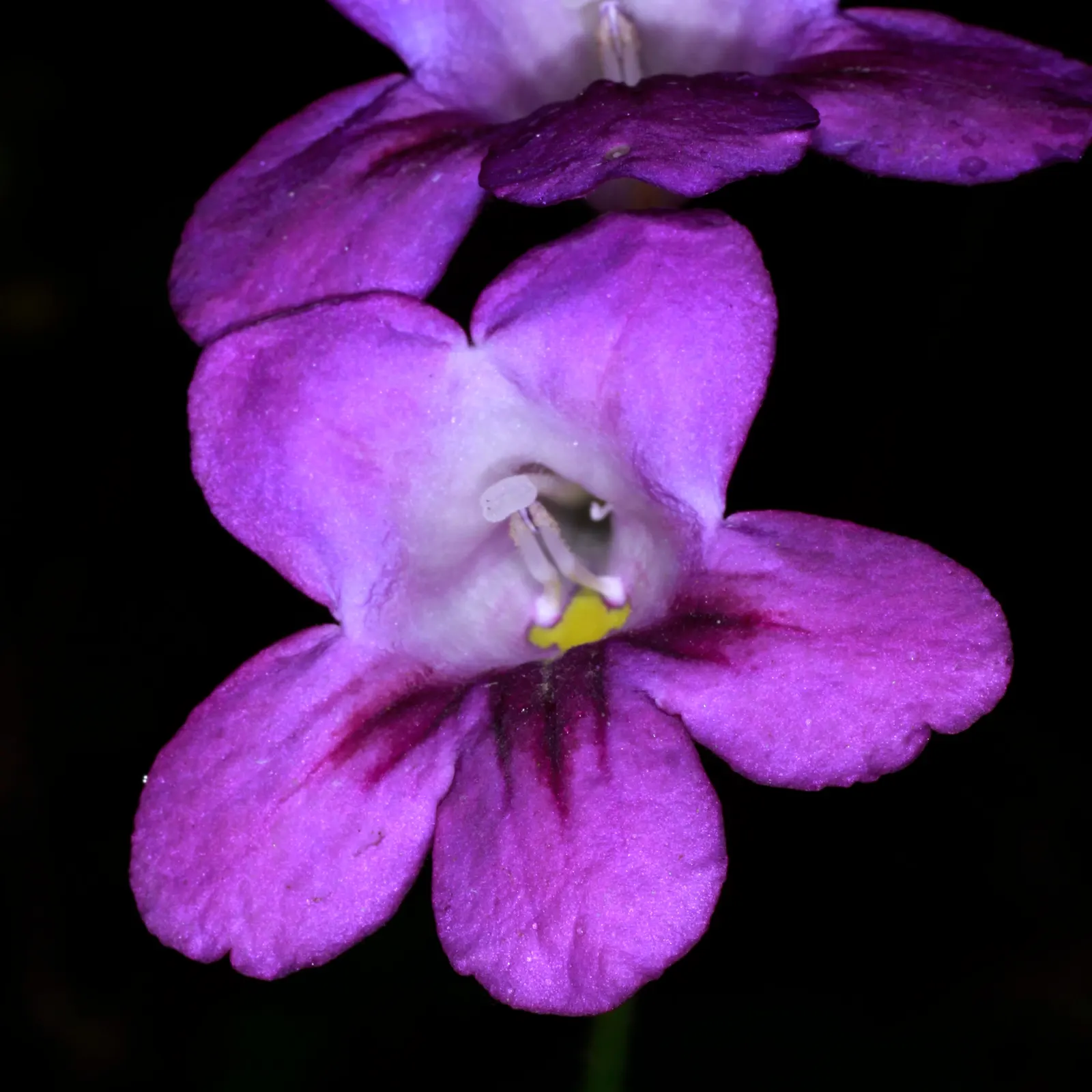 African Violet (Saintpaulia Ionantha) — heart-shaped leaves and vibrant blooms ranging in color from blue; with its plush rosette of dark green, image 132