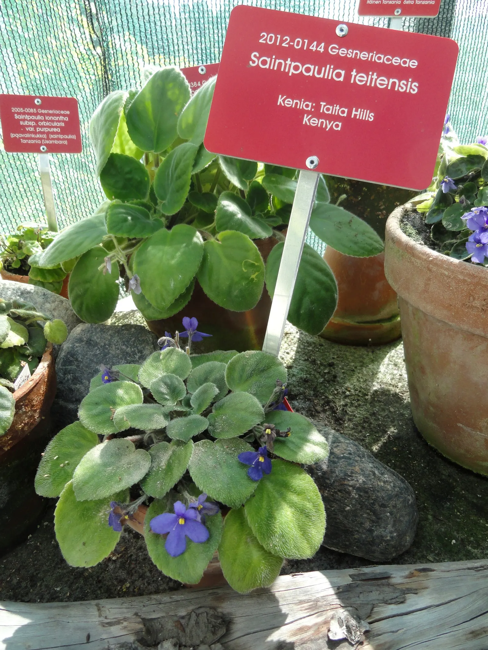 African Violet (Saintpaulia Ionantha) — with its plush rosette of dark green; often flowering several times a year, image 63