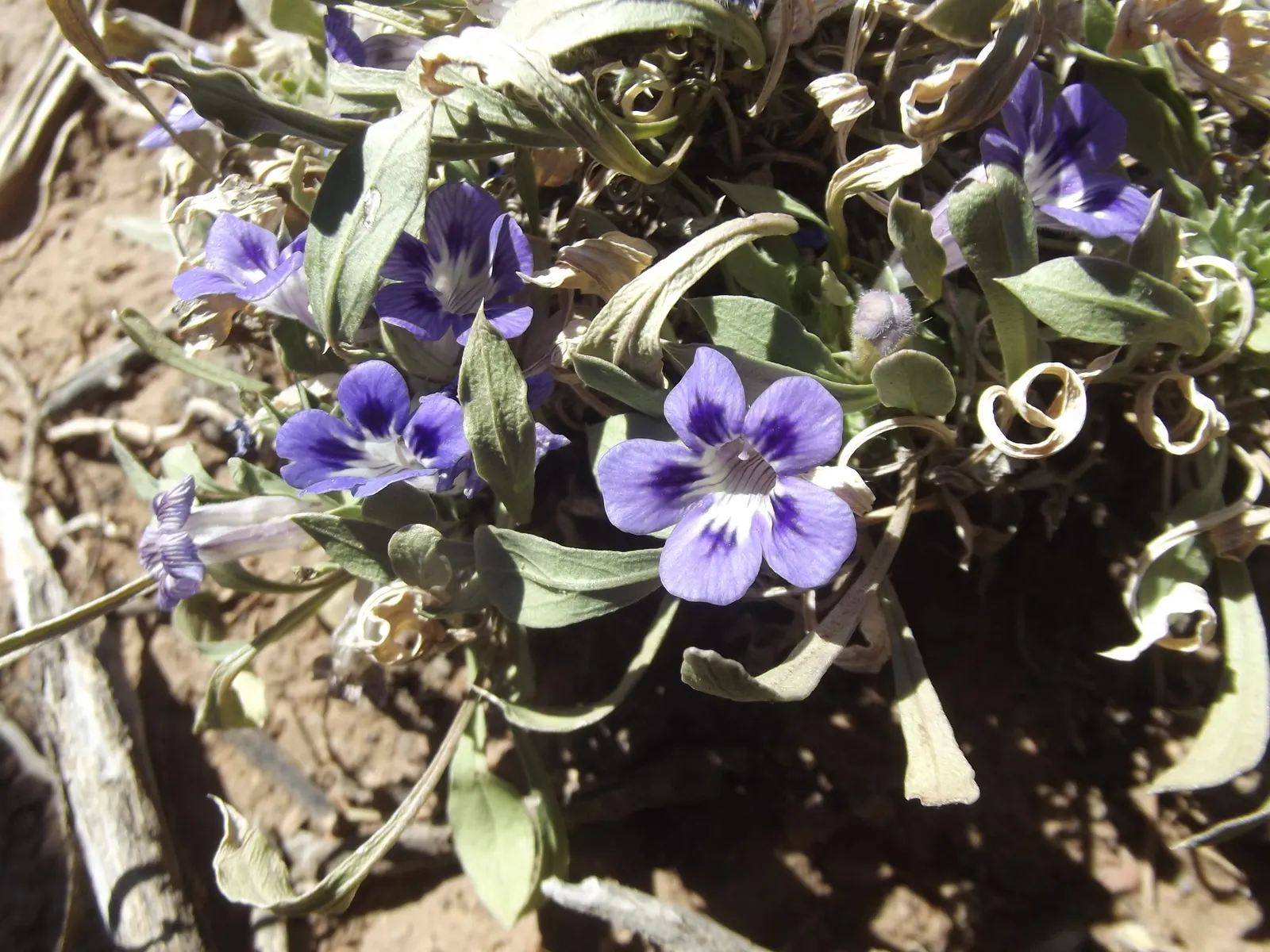 African Violet (Saintpaulia Ionantha) — Watering from below is recommended to avoid leaf spot; a charming underplanting or in pots, it refreshes spaces with