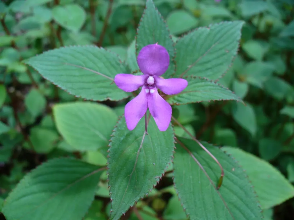 African Violet (Saintpaulia Ionantha) — away from direct sunbeams which can scorch its delicate leaves