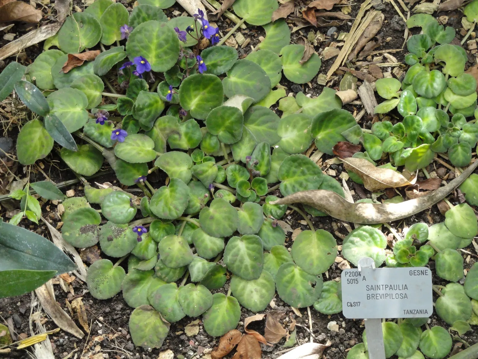 African Violet (Saintpaulia Ionantha) — perennial for full or half; contributing an enduring splash of color to their home garden scene, image 130
