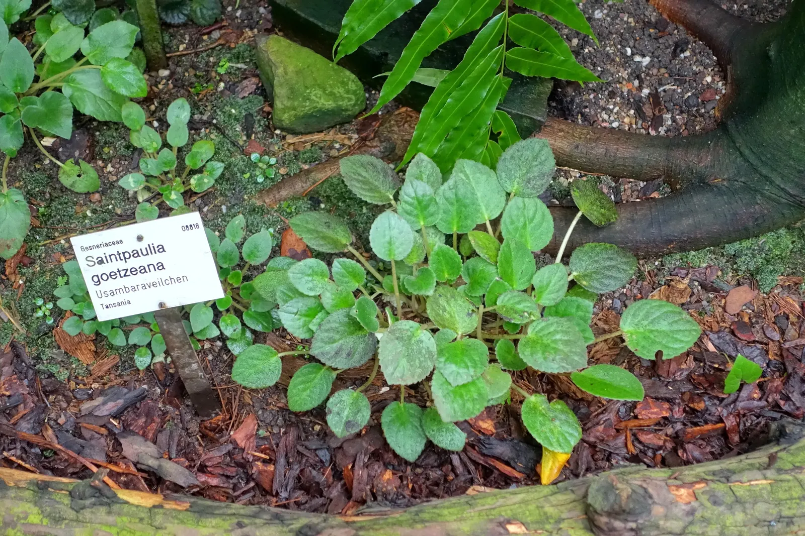 African Violet (Saintpaulia Ionantha) — African Violets will reward with continuous blooms; away from direct sunbeams which can scorch its delicate leaves