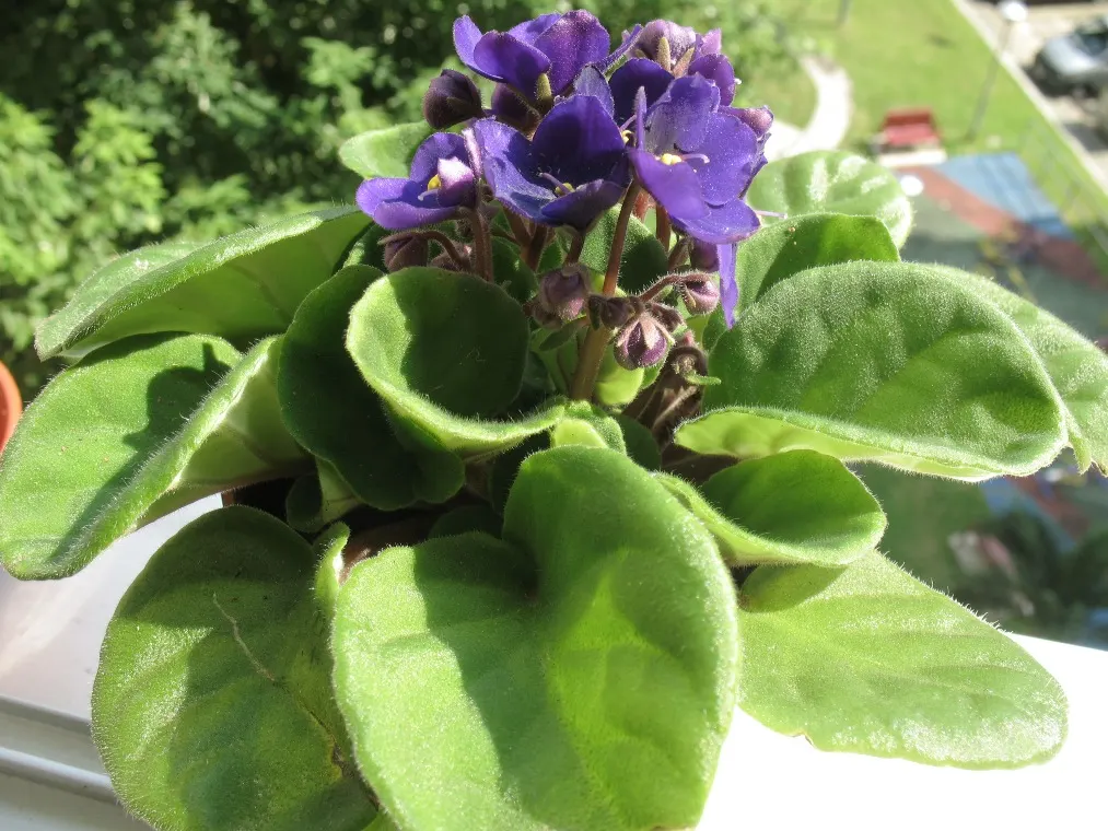 African Violet (Saintpaulia Ionantha) — heart-shaped leaves and vibrant blooms ranging in color from blue; with its plush rosette of dark green