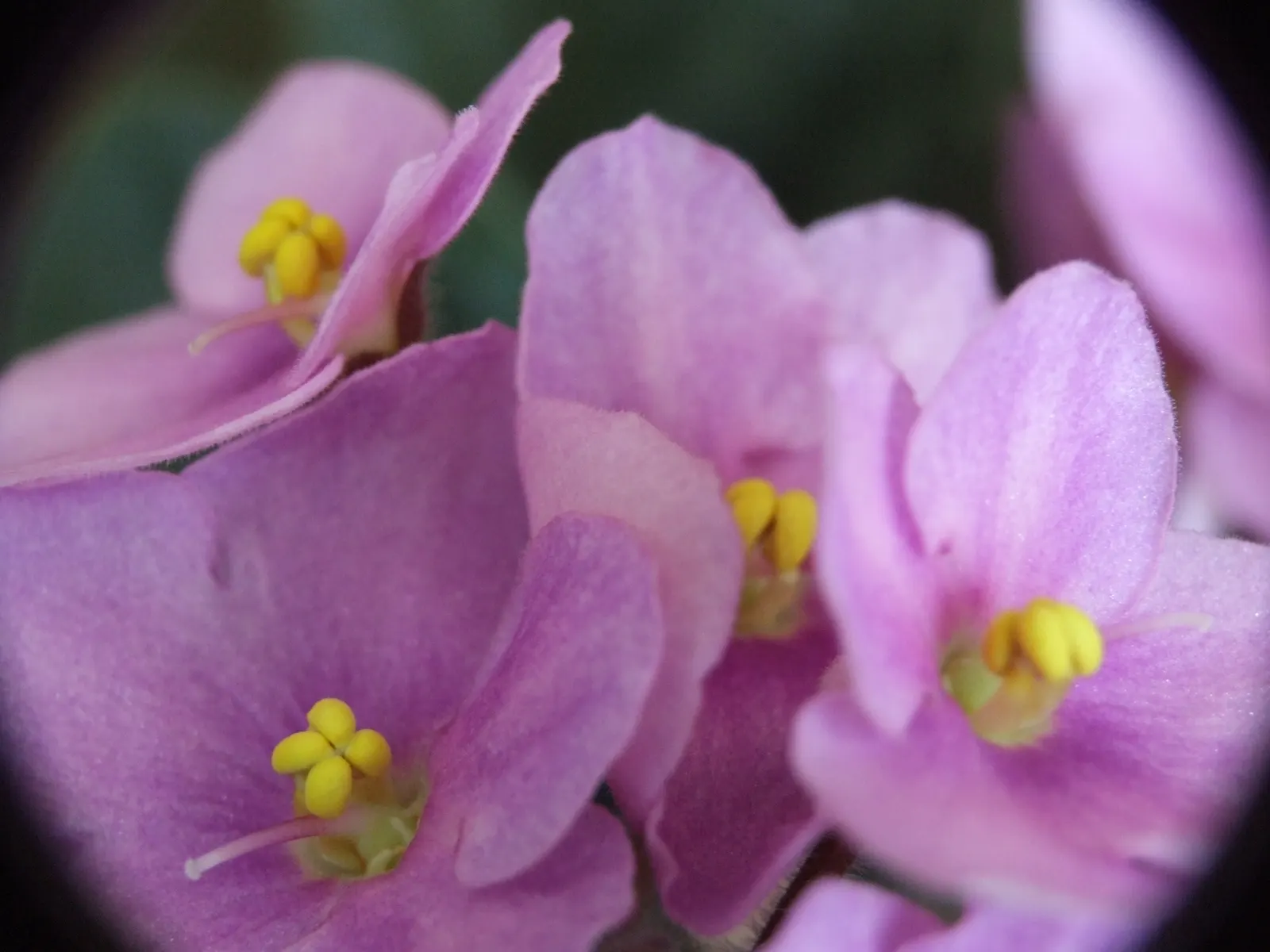 African Violet (Saintpaulia Ionantha) — with its plush rosette of dark green; often flowering several times a year, image 115