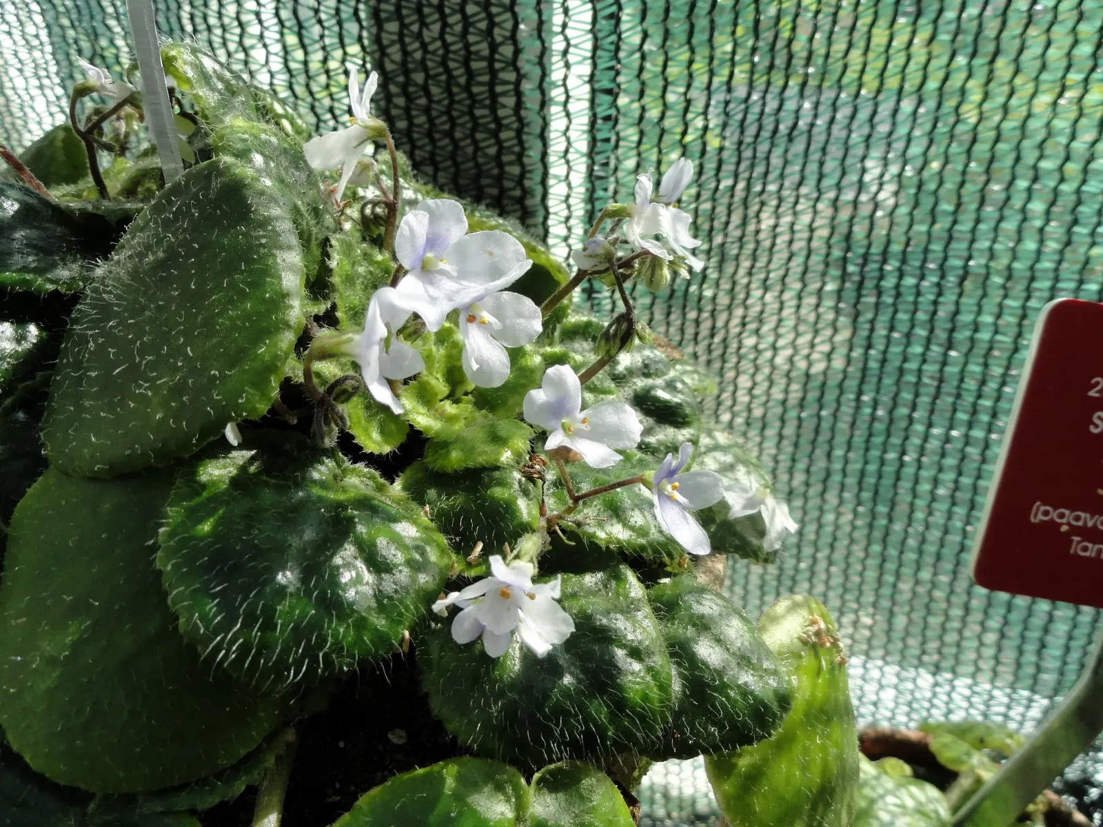African Violet (Saintpaulia Ionantha) — and bi-colored varieties.<br><br>Saintpaulia ionantha thrives in indirect; this petite yet vibrant, image 91